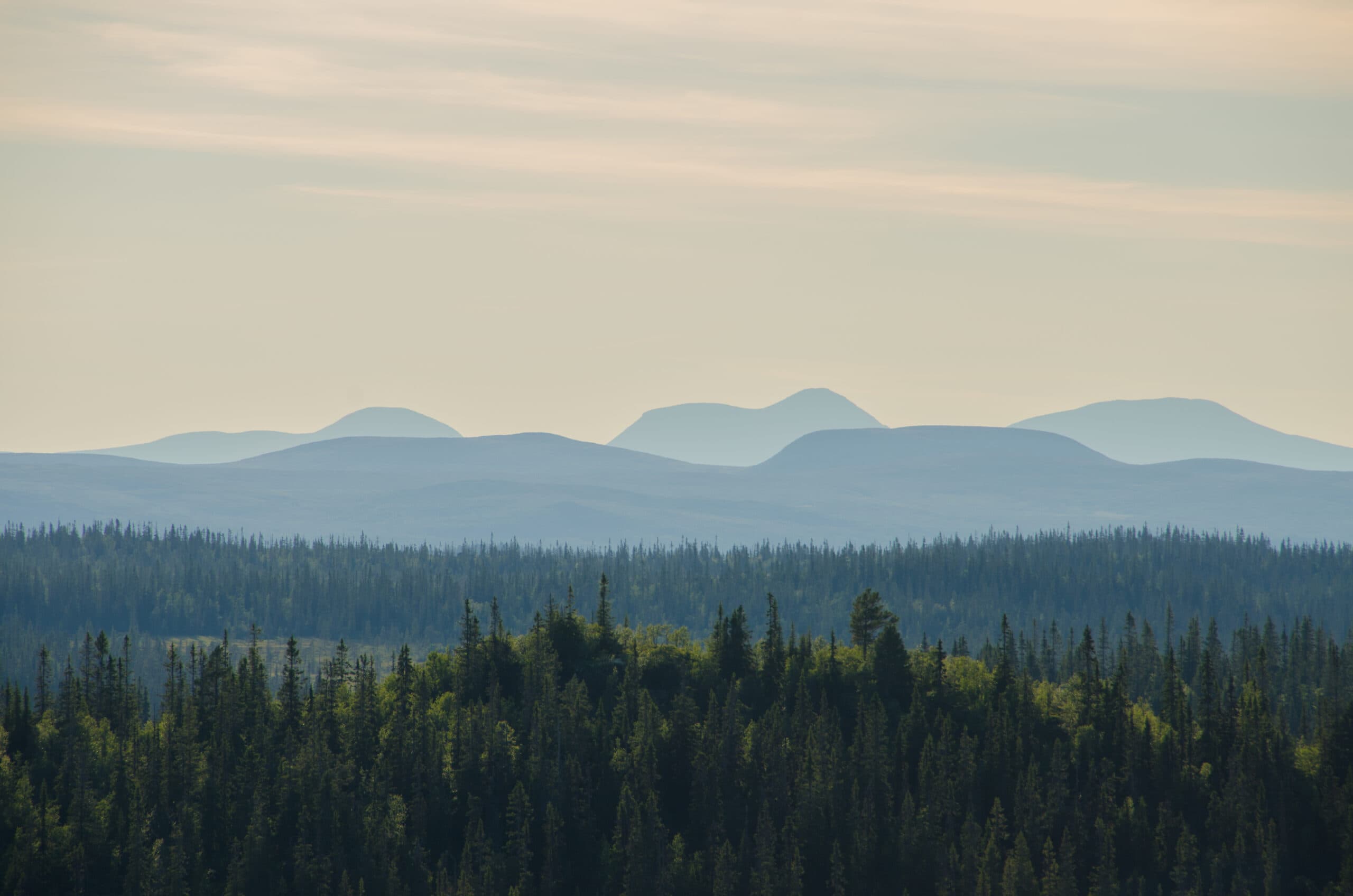 naturskog,urskog,gammelskog,fjällen,naturskyddsfšreningen,landskap,skog