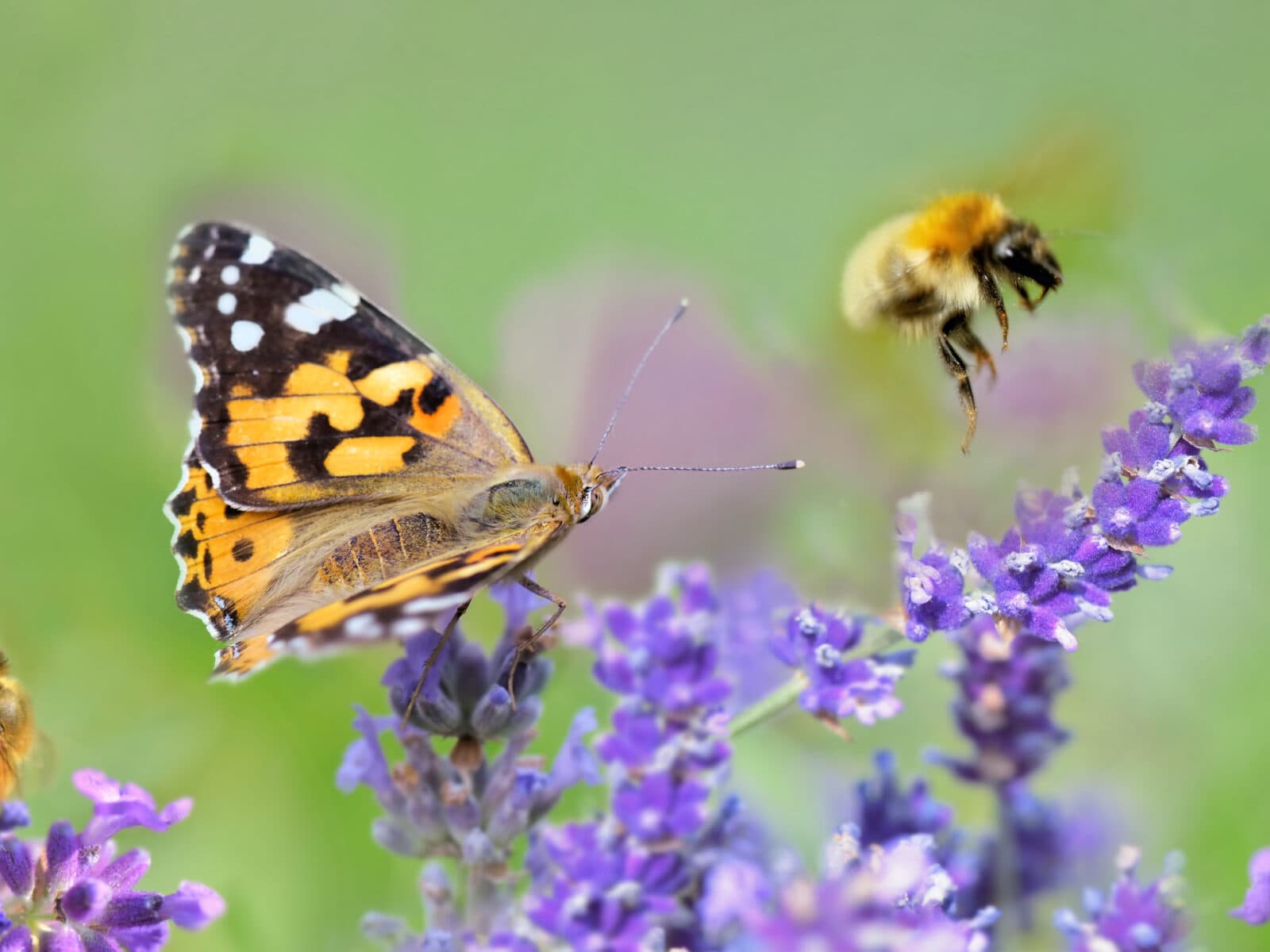 pollinatör,grön,bi,fjäril