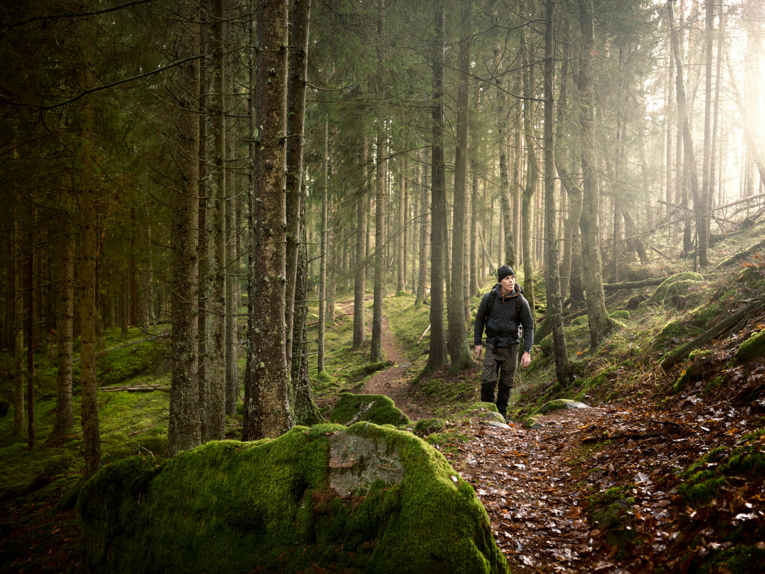 Man på vandring i skogen. Levande skogar.