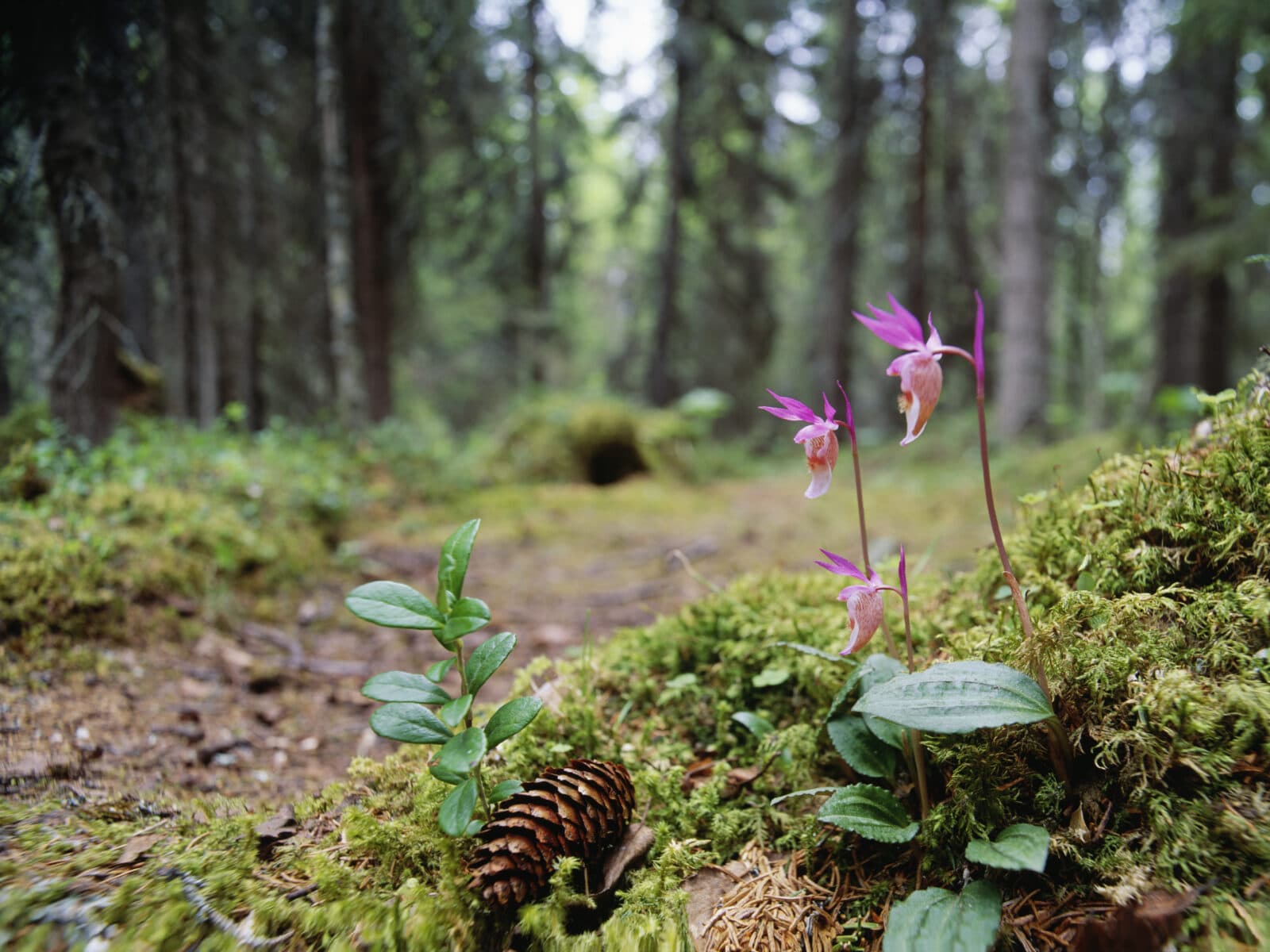 blomma,skog,kottar,mossa,lingonris