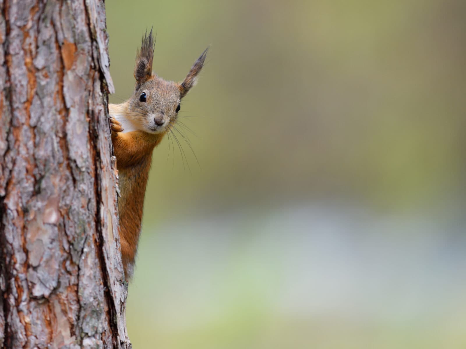 tall,grön,ekorre,Sciurus vulgaris