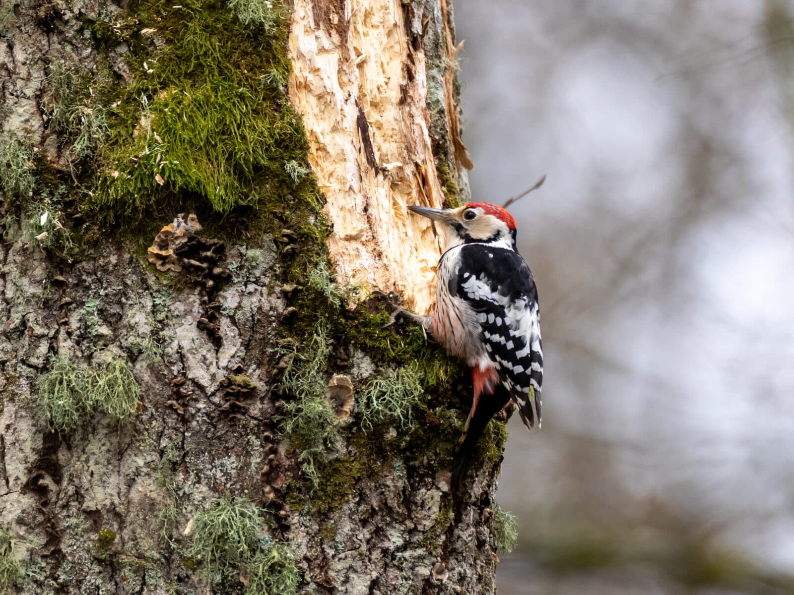 white-backed woodpecker, dendrocopos leucotos, vitryggad hackspett