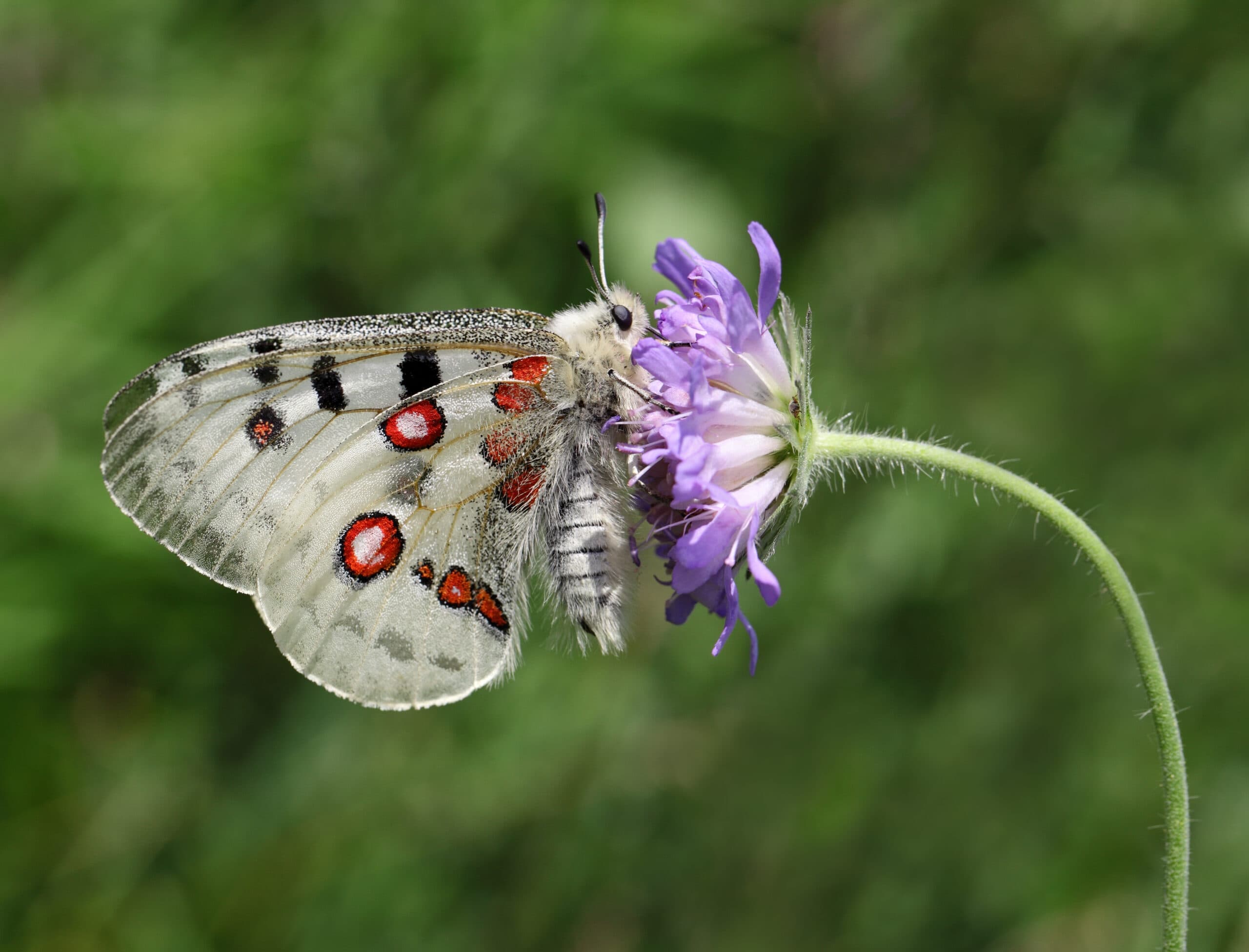 "Pincushion Flower, Animal, Animals And Pets, Apollo Butterfly, Butterfly, Day, Endangered Species, Flower, Flowers", Insect, Insects, Mountain Apollo, Nature, One Animal, Outdoors, Scabious, Side View, Single Flower, Sucking, Wild Animals, Wildflower, apollofjäril, fjäril, apollo, blomma, biologisk mångfald, insekt, pollinering, fridlyst,