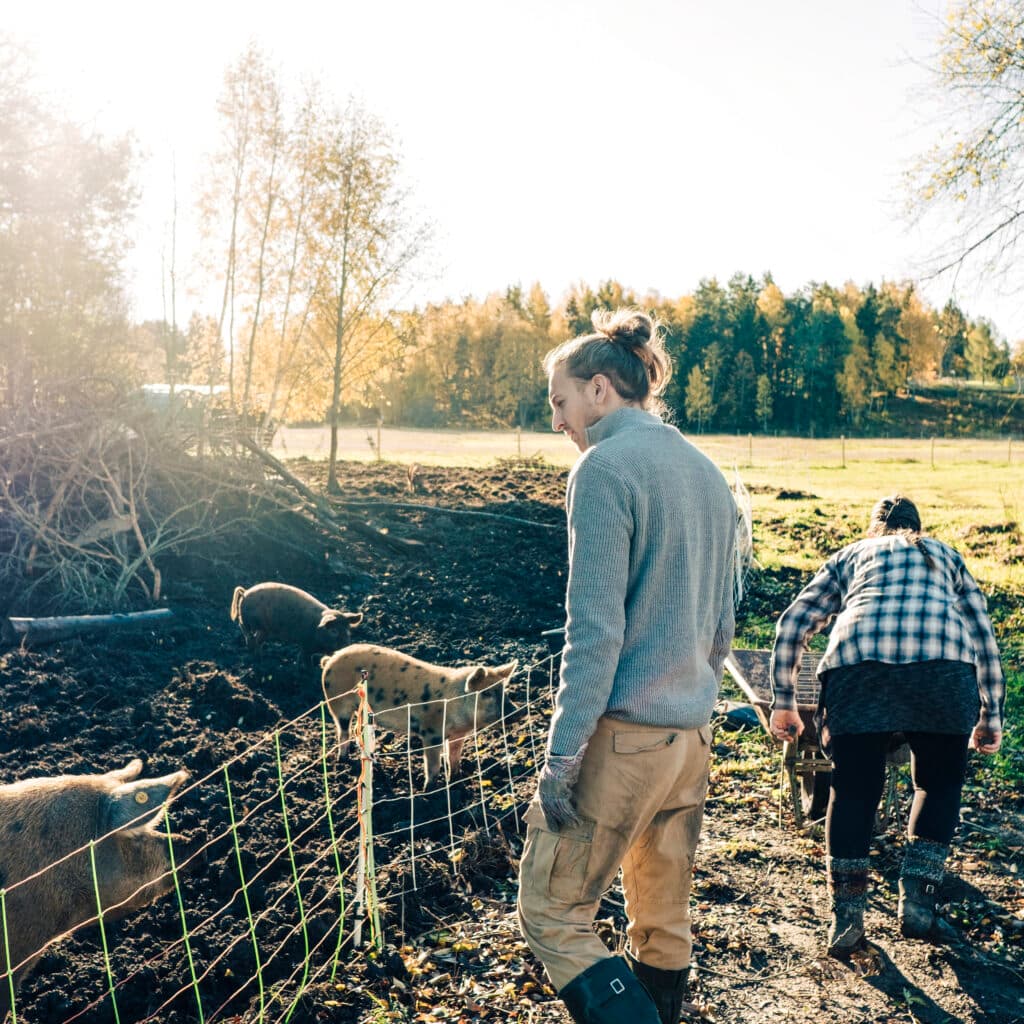 bondgård, grisar, mat, natur, träd, soligt, Eko, jordbruk, djur