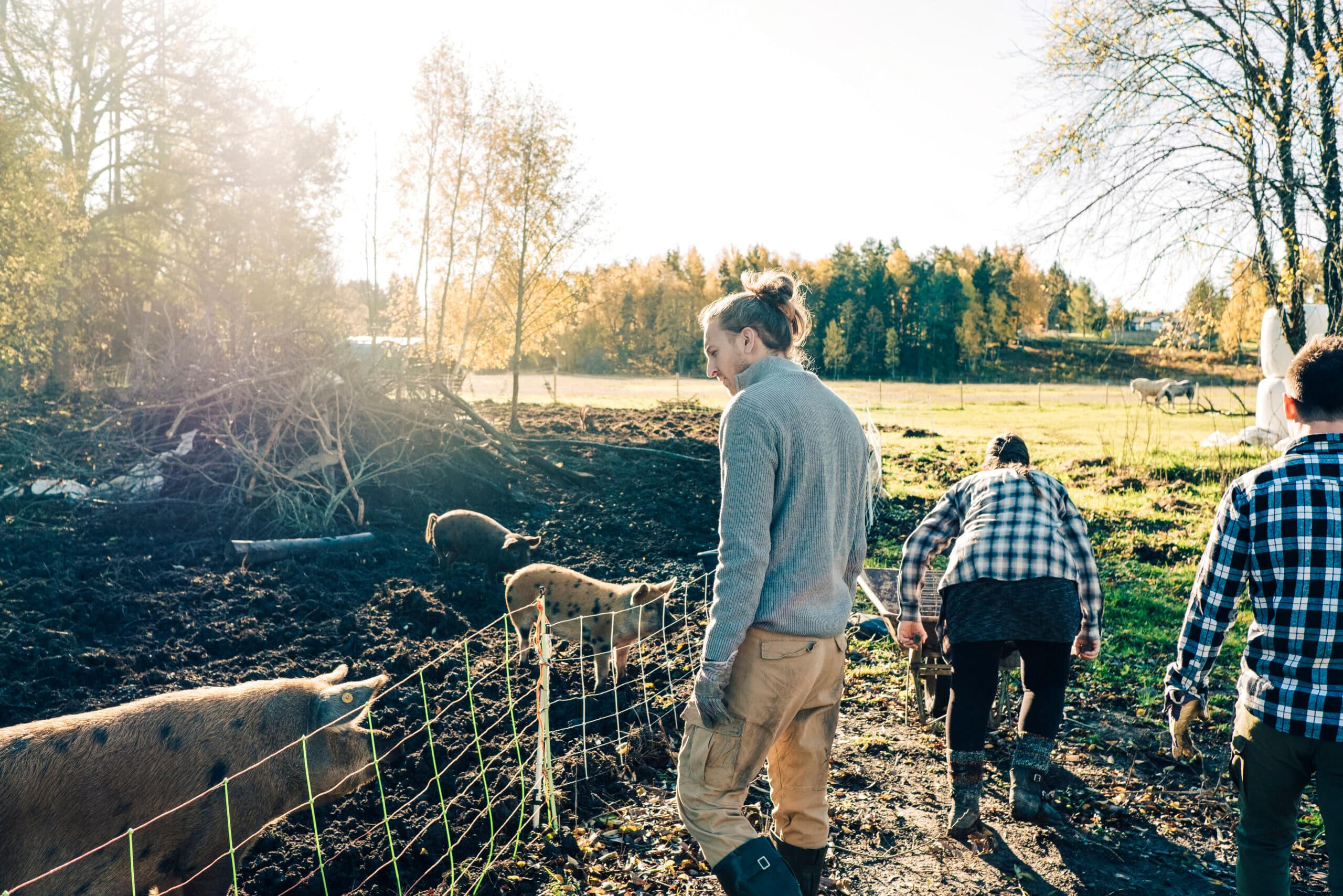 bondgård, grisar, mat, natur, träd, soligt, Eko, jordbruk, djur