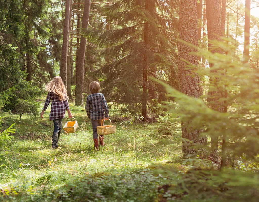 plocka svamp, svensk skog, naturaktivitet, människor, utomhus, vandra, skogspromenad,