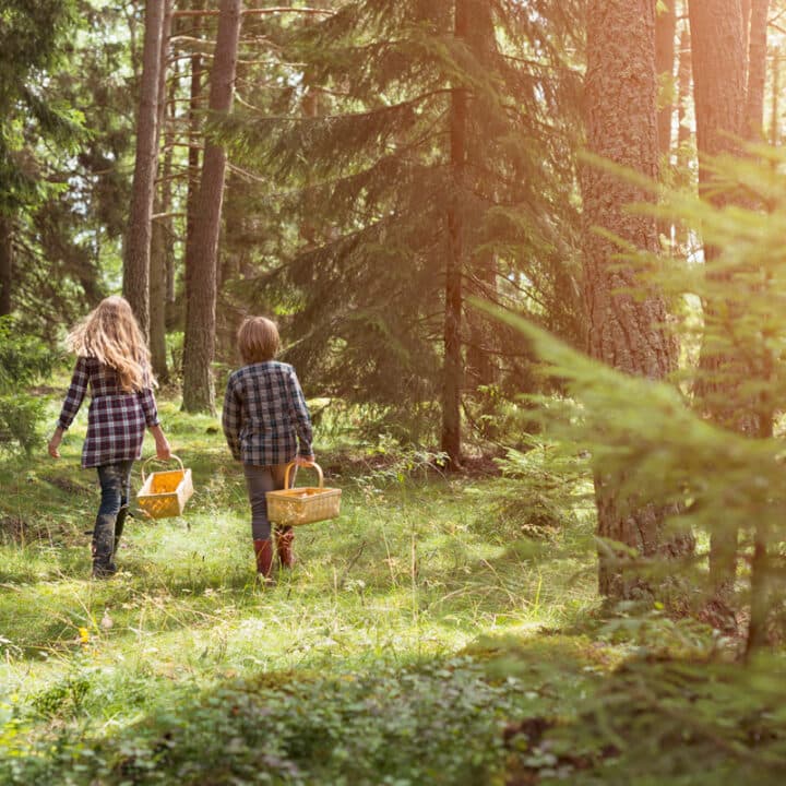 plocka svamp, svensk skog, naturaktivitet, människor, utomhus, vandra, skogspromenad,