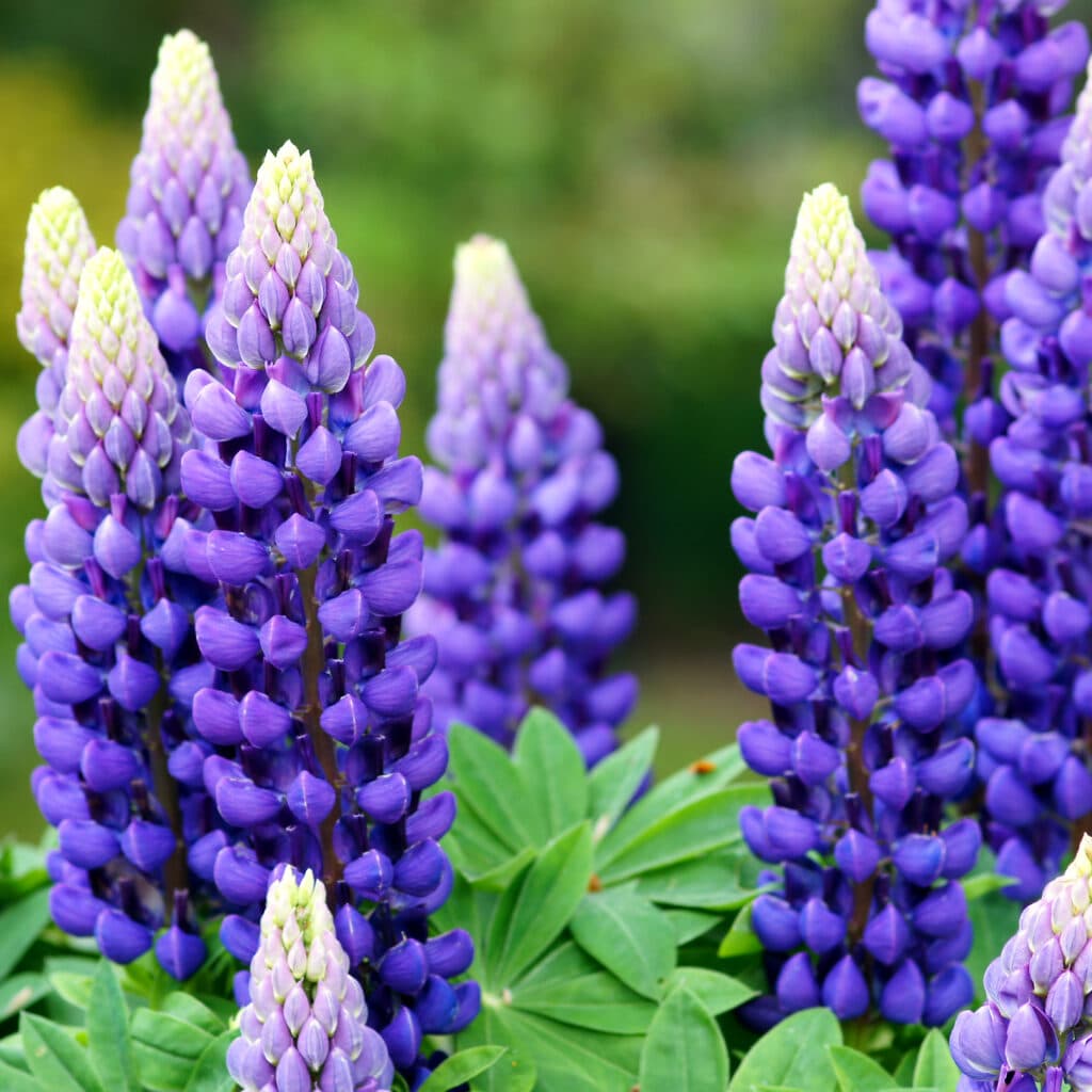 Blommor,invasivel,lila,lupin,sommar,vår