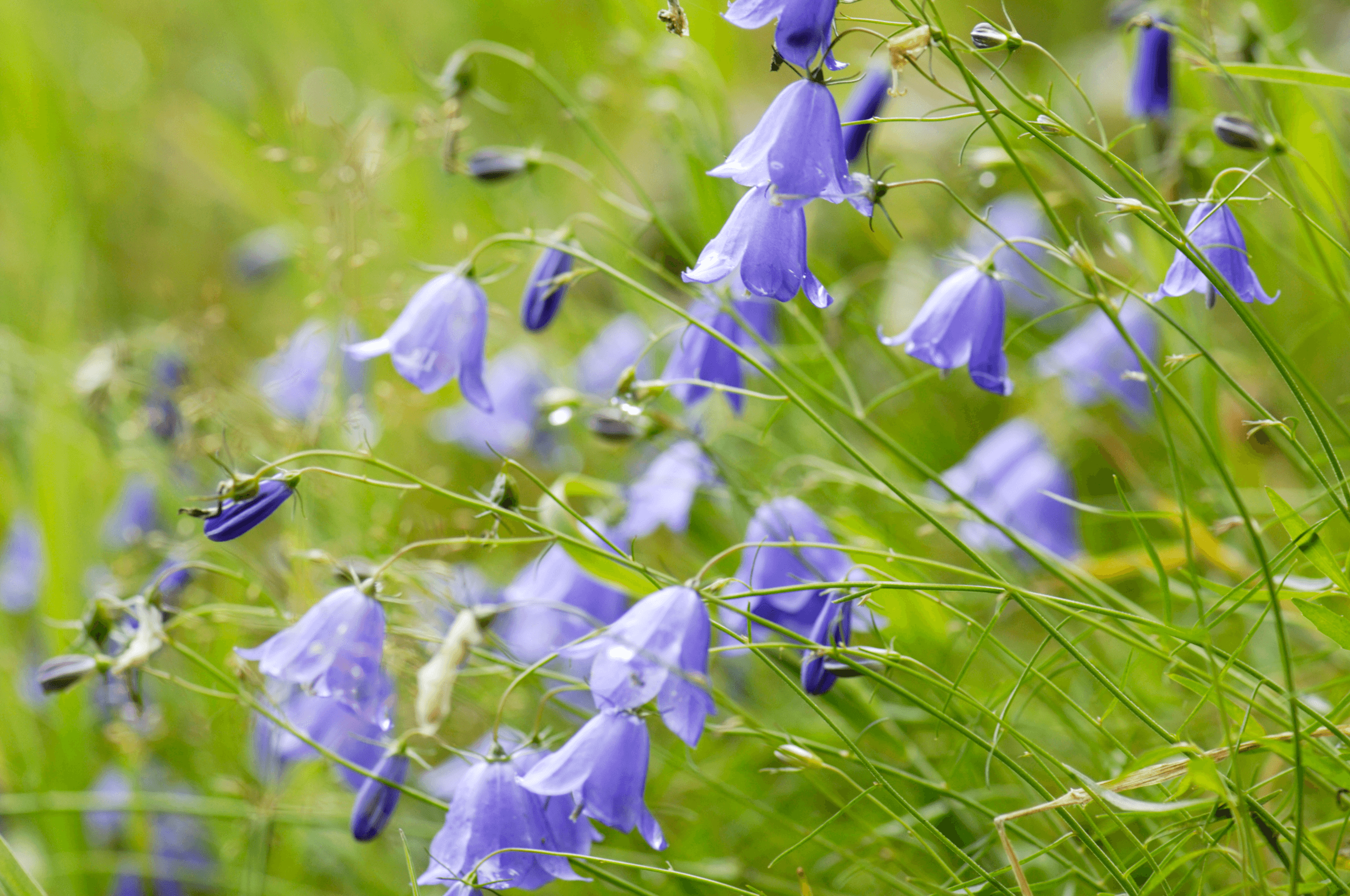 skönhet i naturen, klockblomma, blomning, blå, botanik, campanula rotundifolia, närbild, färgbild, dag, blomma, fokus på förgrunden, bräcklighet, friskhet, tillväxt, horisontell, stor grupp objekt, natur, ingen, utomhus, fotografi , stam, örtmedicin