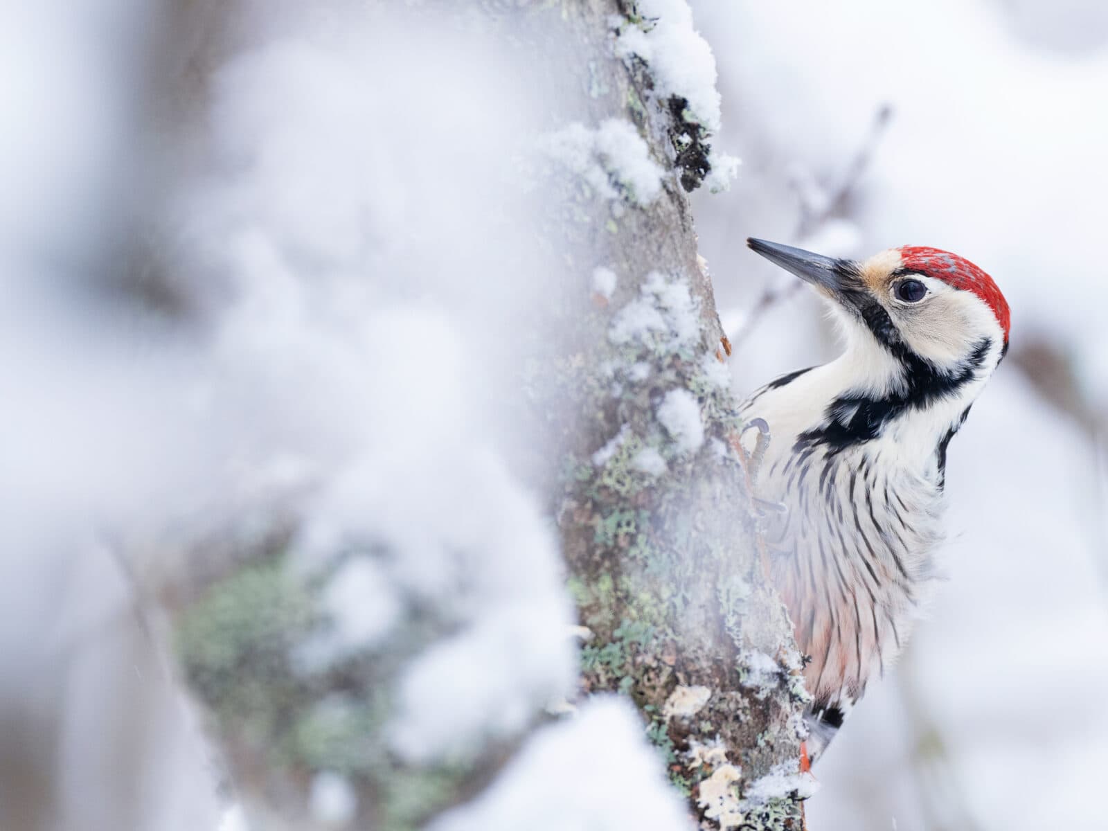 vitrygg,snö,träd,skog,närbild