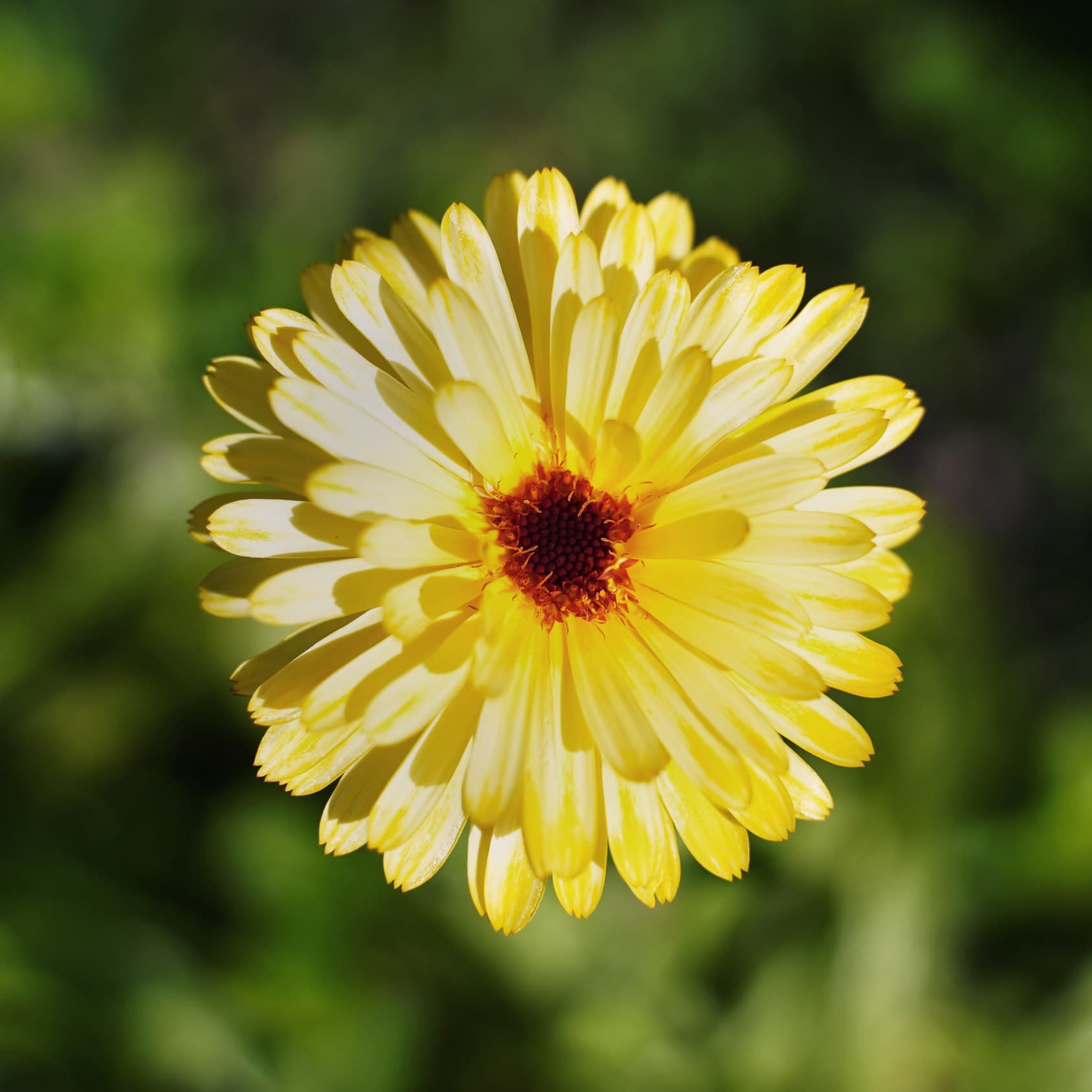 Blomma, natursymmetri, ringblomma, gillanaturen