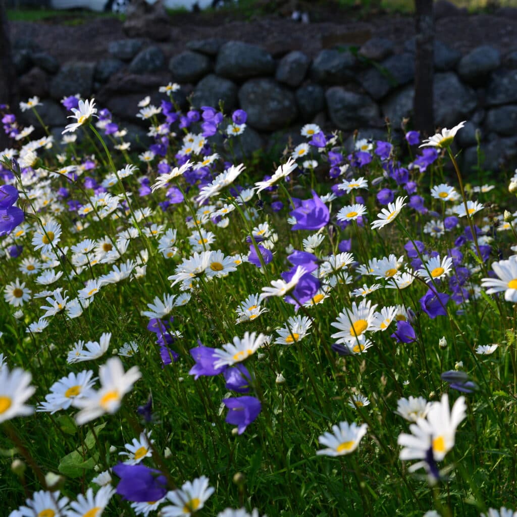 blommande vägkant, blåklocka, mur