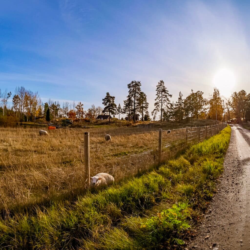 stängsel, får,hage,rovdjur