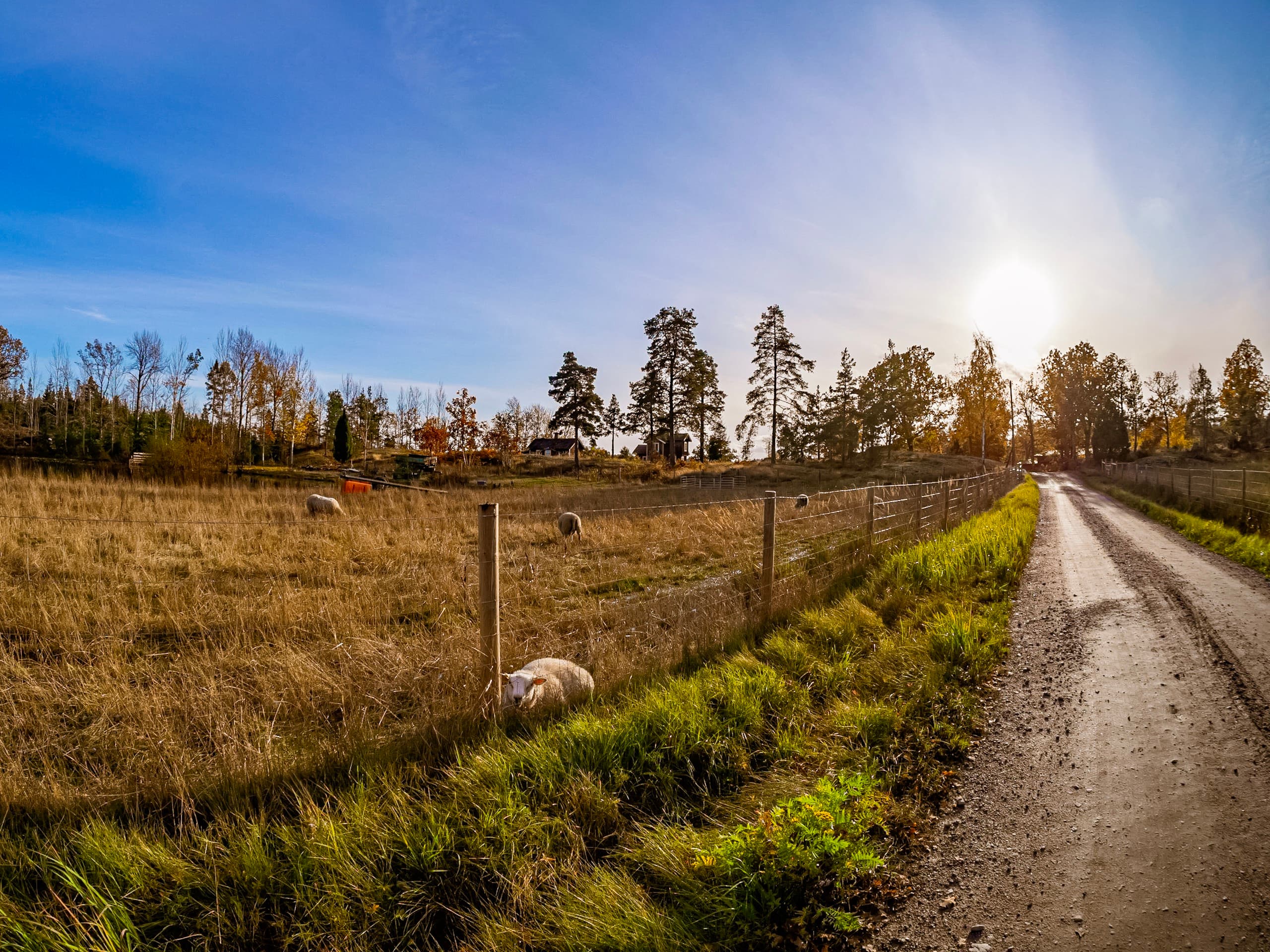 stängsel, får,hage,rovdjur