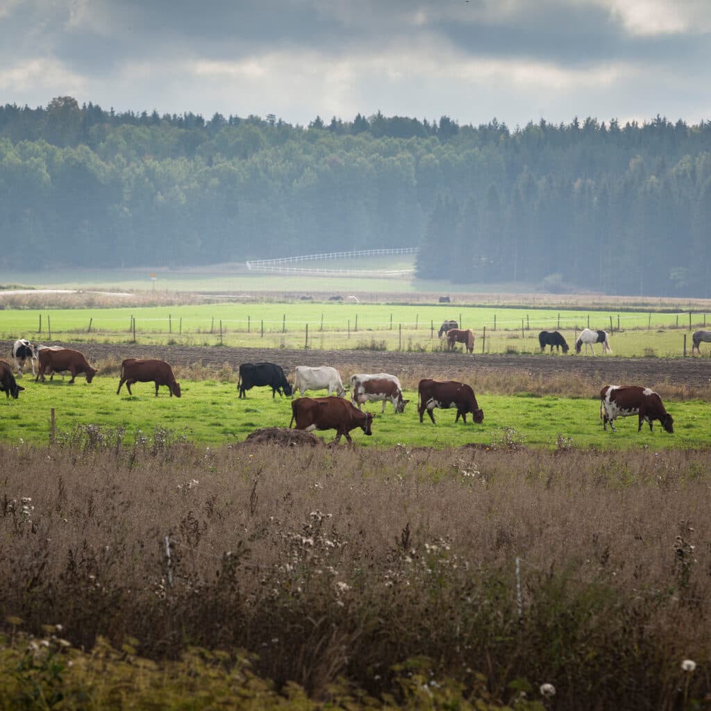 hage,biologisk,mångfald,grön,himmel,skog