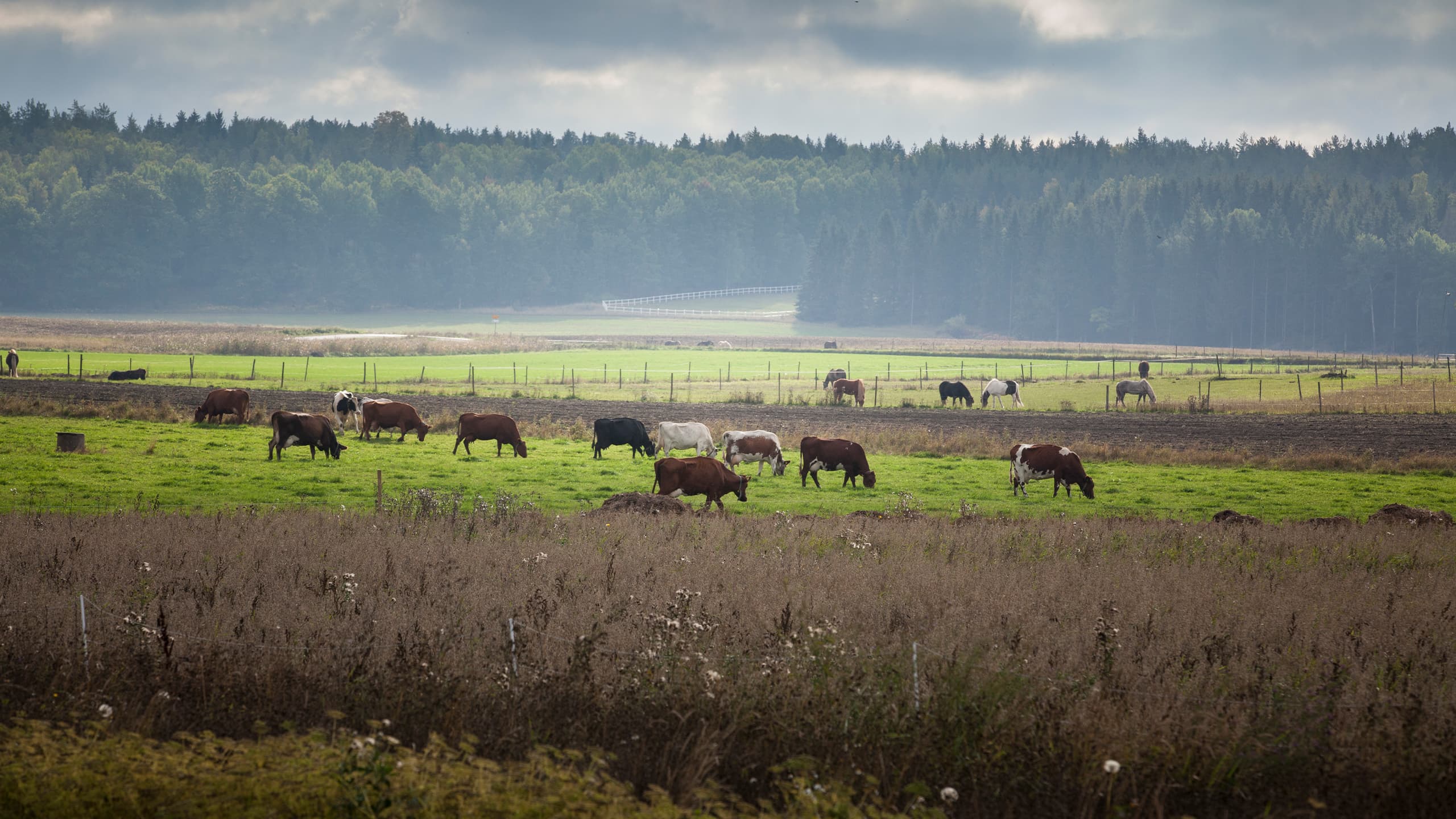 hage,biologisk,mångfald,grön,himmel,skog