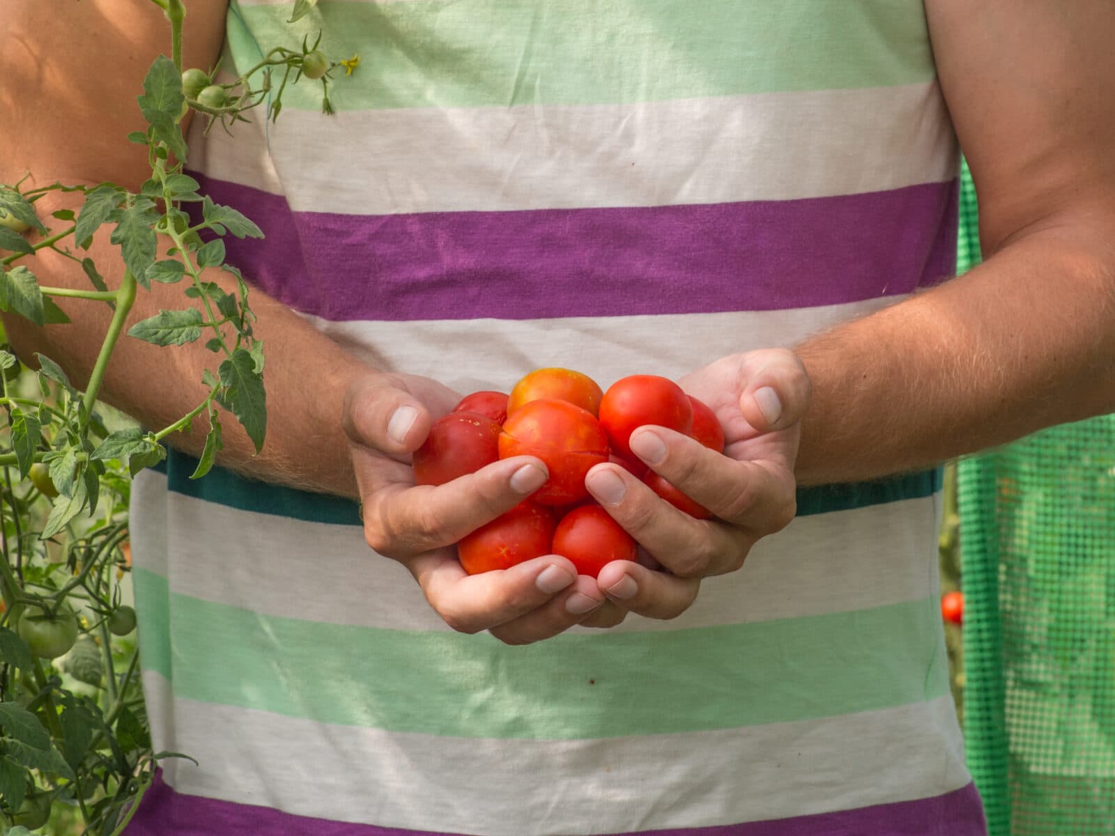 Vad du väljer att äta är avgörande för hur stor klimatpåverkan din mat har. Att välja vegetabilier är det enklaste och viktigaste du kan göra för att äta mer klimatvänlig mat.