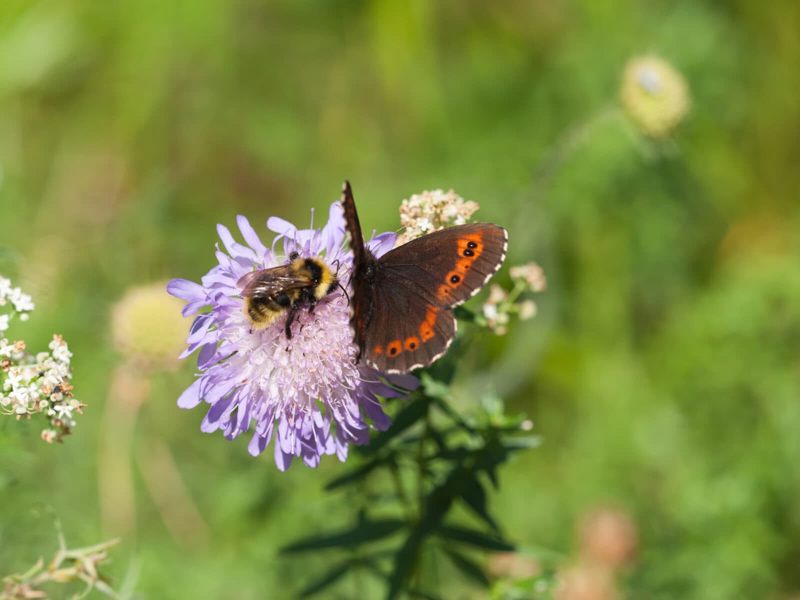 Humla,humlor,fjäril,fjärilar,insekt,insekter,vädd,blomma,blommor