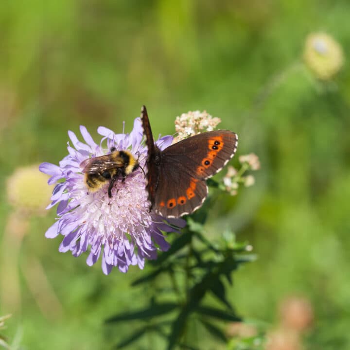 Humla,humlor,fjäril,fjärilar,insekt,insekter,vädd,blomma,blommor