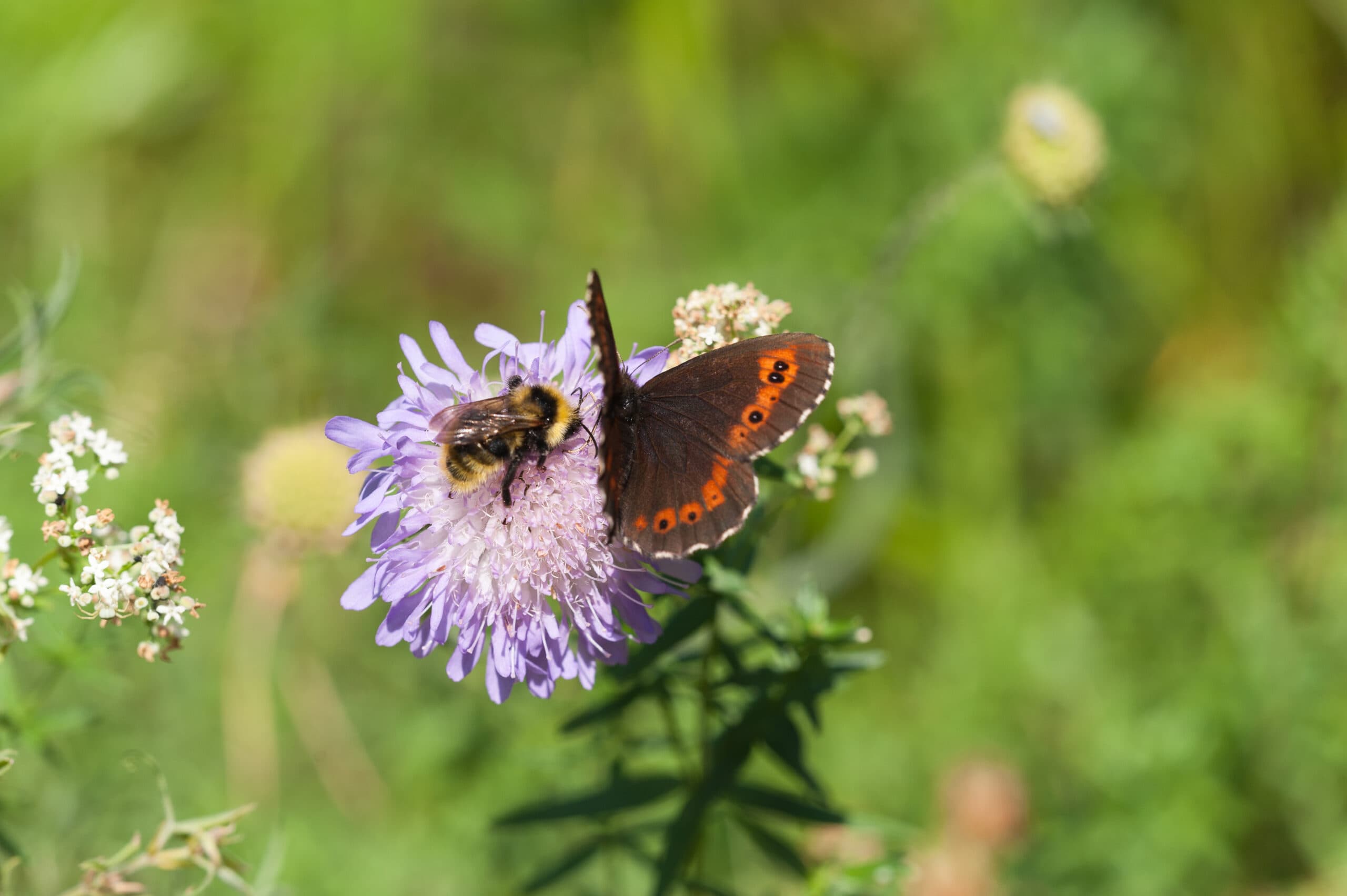 Humla,humlor,fjäril,fjärilar,insekt,insekter,vädd,blomma,blommor