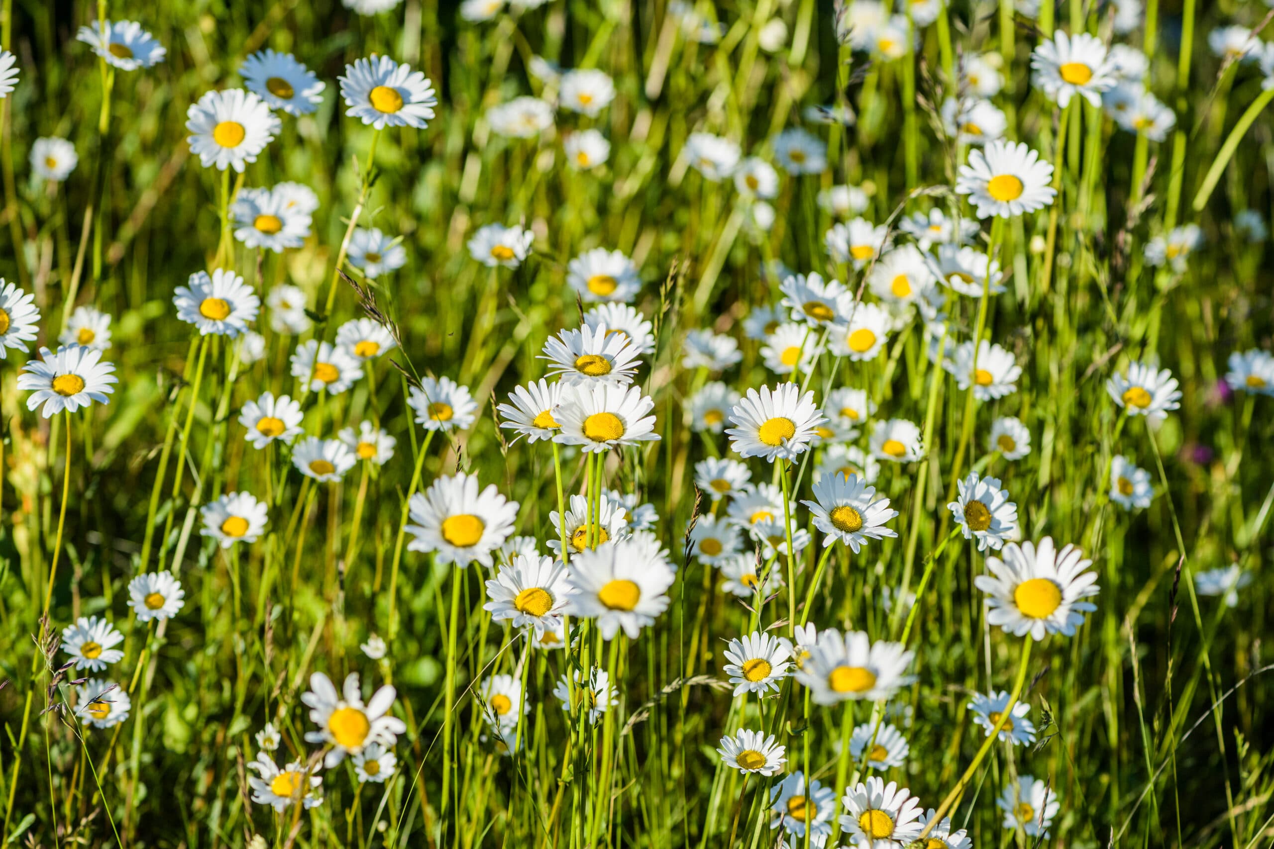 prästkragar blommor i naturen