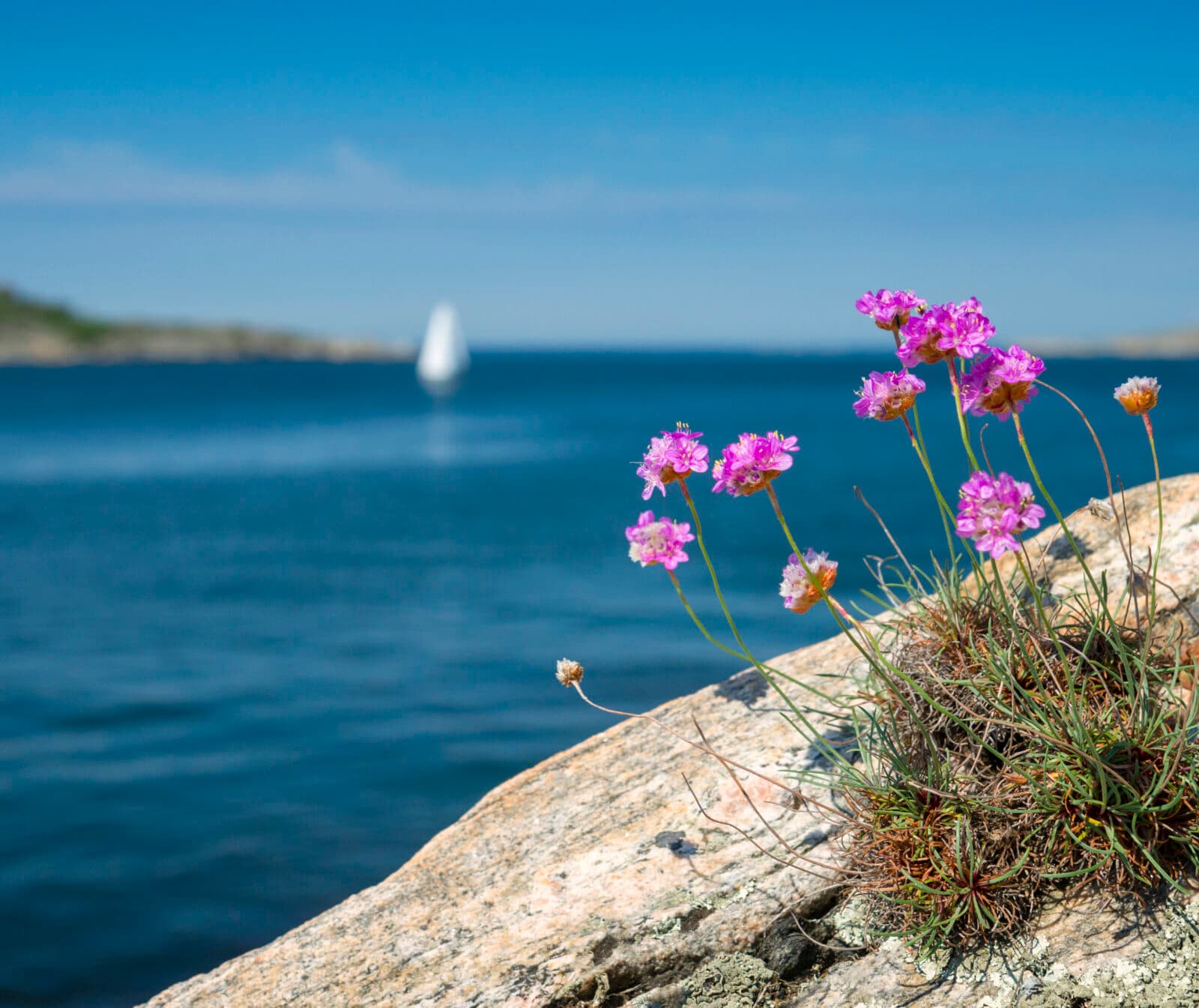 vatten,blå,himmel,blommor,klippa, engagera dig