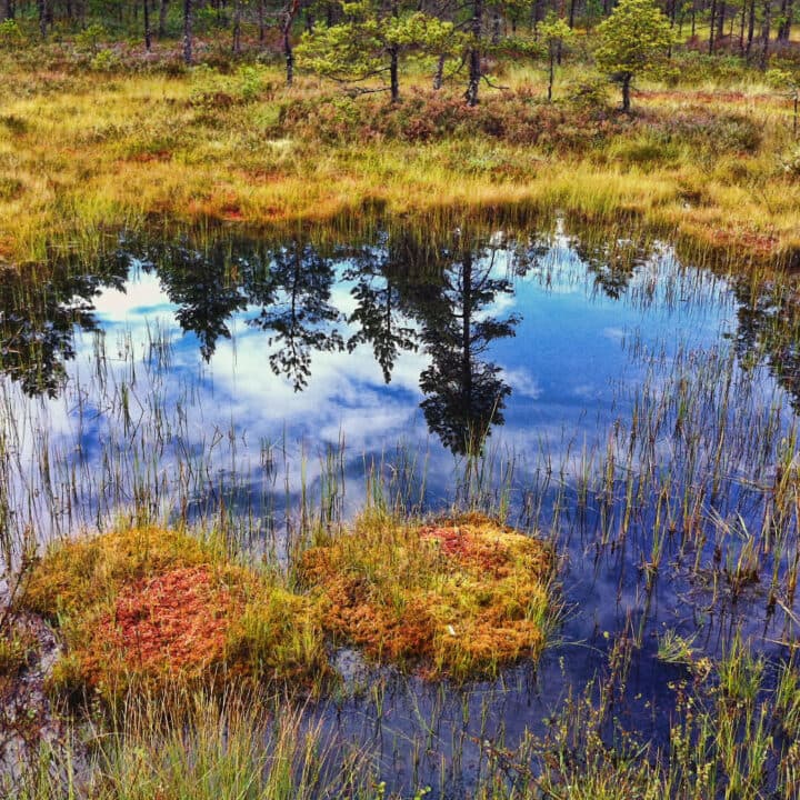 hällefors, landscape, emotion, våtmark, sjö, bog,