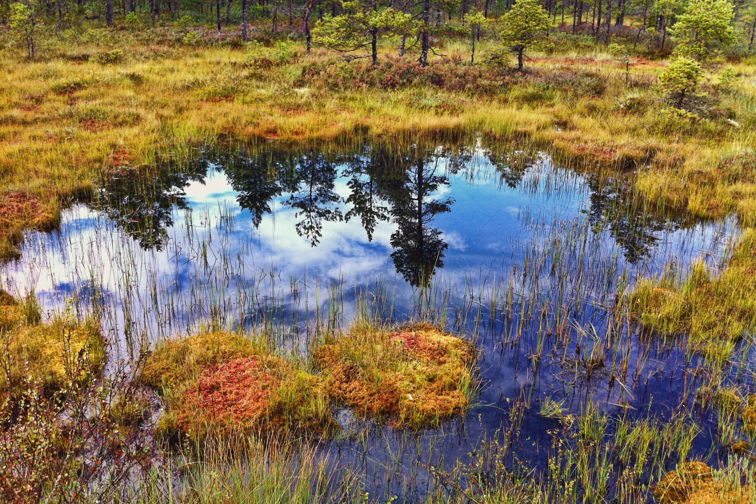 hällefors, landscape, emotion, våtmark, sjö, bog,