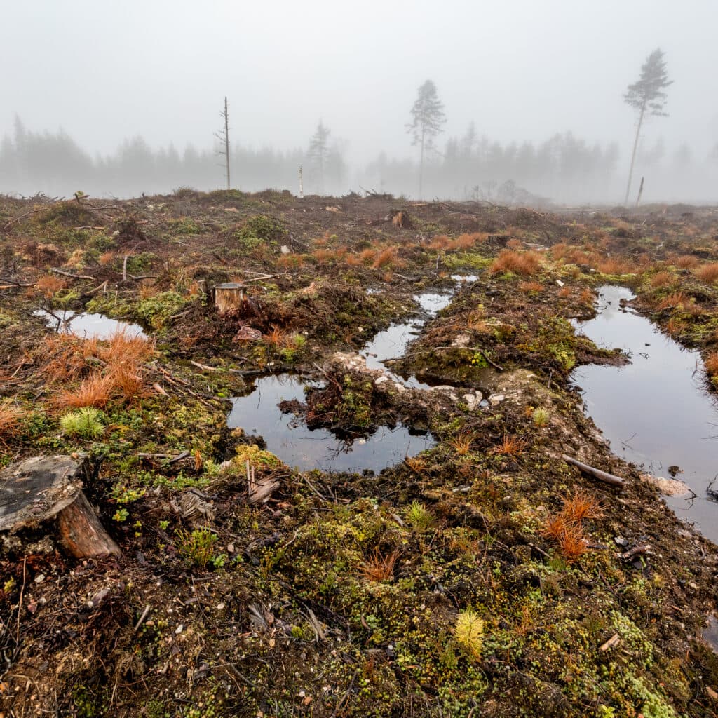 kalhygge,hygge,skog,körskador,dimma