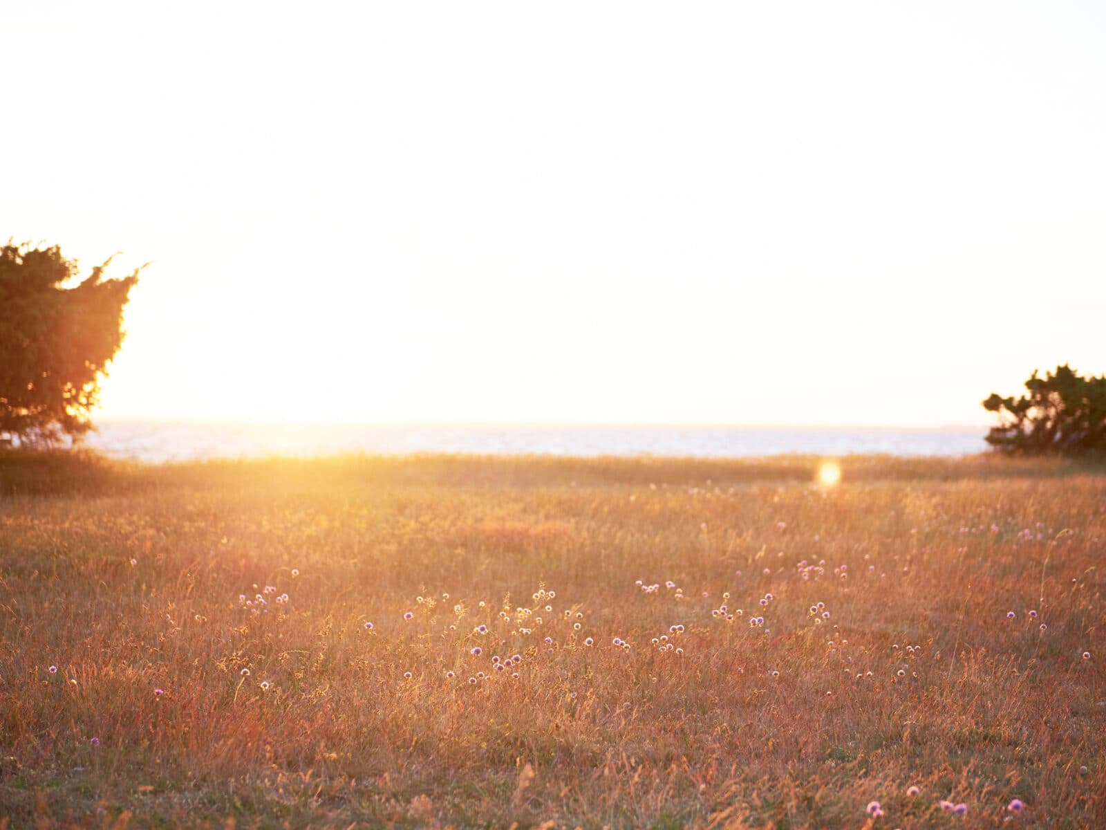 färgbild, horisont över vatten, horisontell, liggande, linsflare, äng, natur, inga människor, Öland, ...