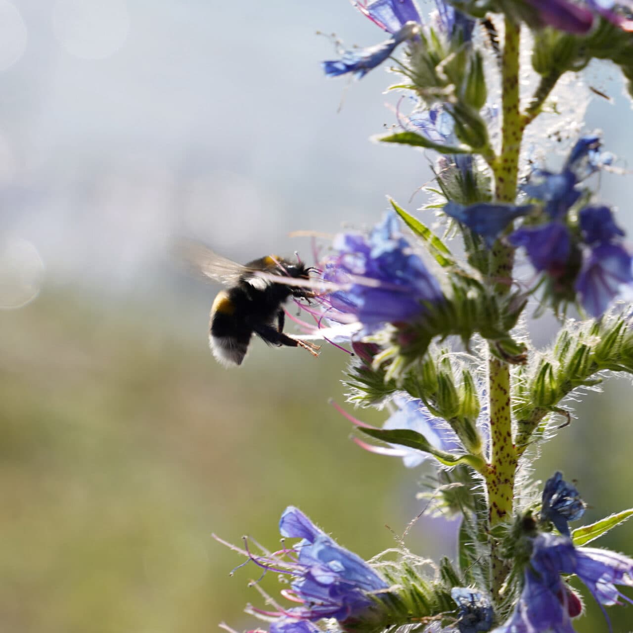 humla, bin, blåeld, blomma,