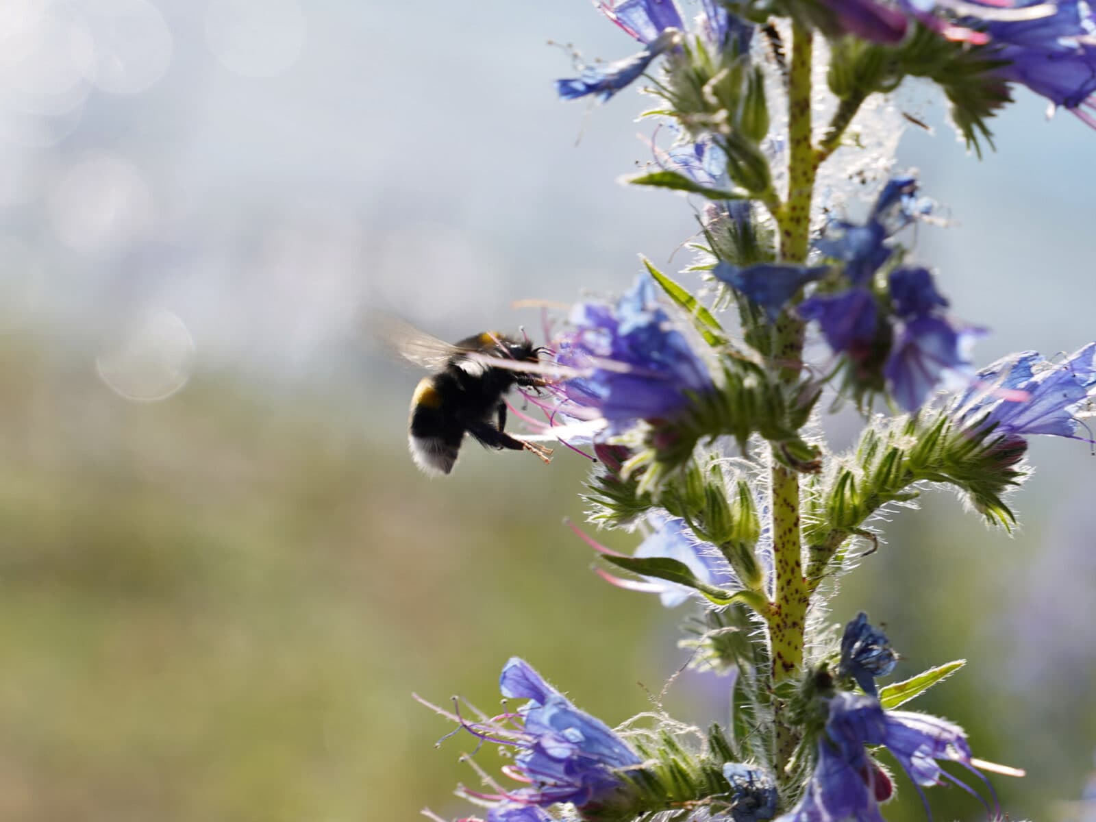 humla, bin, blåeld, blomma,