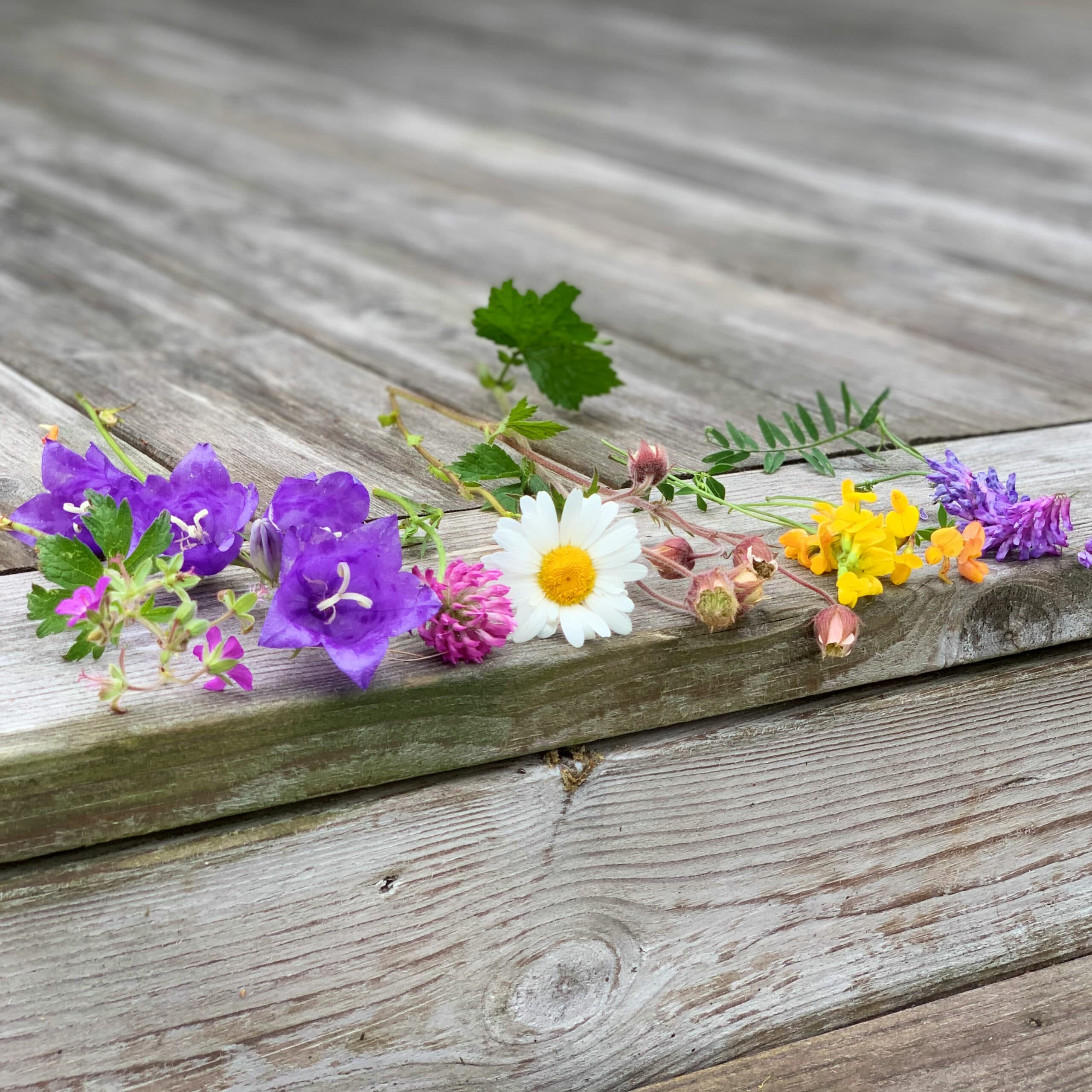 sju sorters blommor ligger på ett trädäck, Midsommarblomster, stor blåklocka, rödklöver, humleblomster, käringtand och kråkvicker.