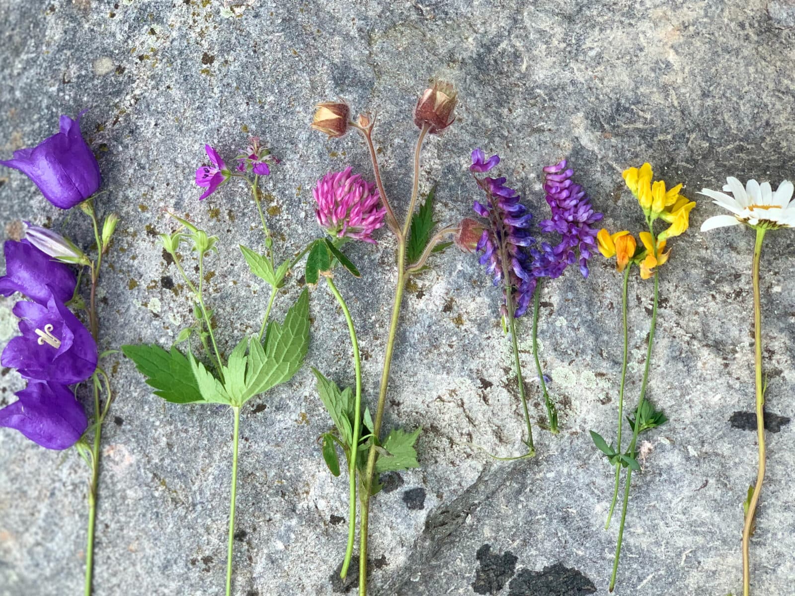 Bukett, blommor, midsommar, prästkrage, humleblomster, stor blåklocka, midsommarblomster, rödklöver, klöver, nektar, Kråkvicker, ängar, sommar, svensk natur, sverige,Geranium sylvaticum, stuga, stugliv, sjö, klippa