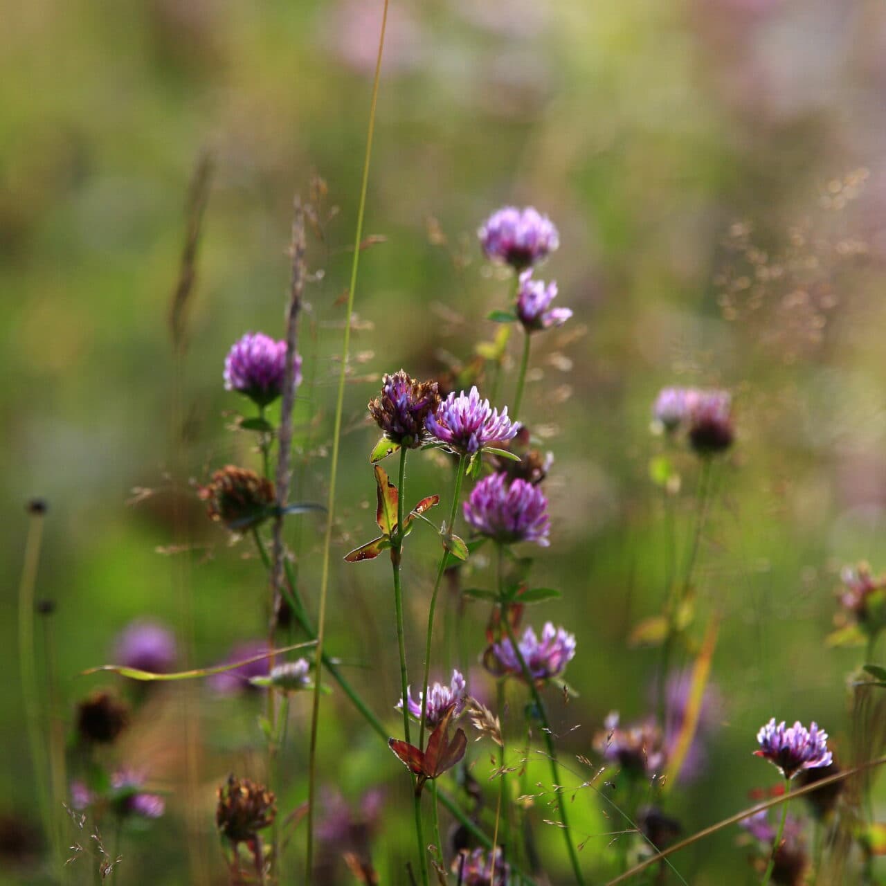 Växter, Ängsblommor, Rödklöver, Klöver, Blomma, Blommor