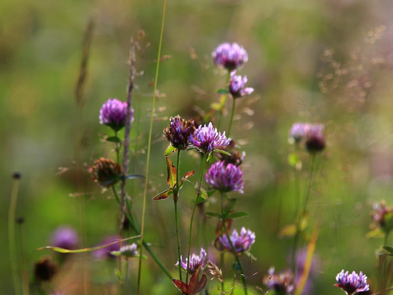 Växter, Ängsblommor, Rödklöver, Klöver, Blomma, Blommor