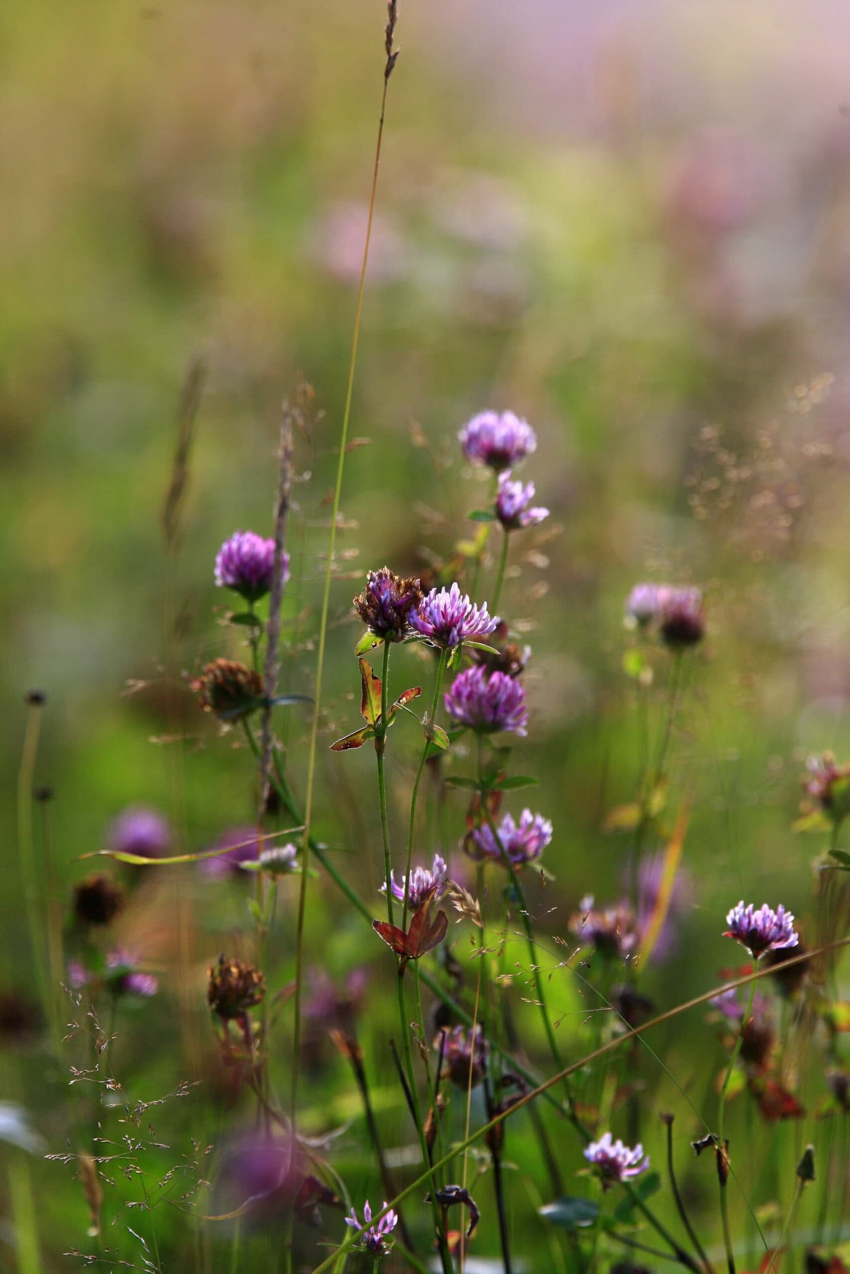 Växter, Ängsblommor, Rödklöver, Klöver, Blomma, Blommor