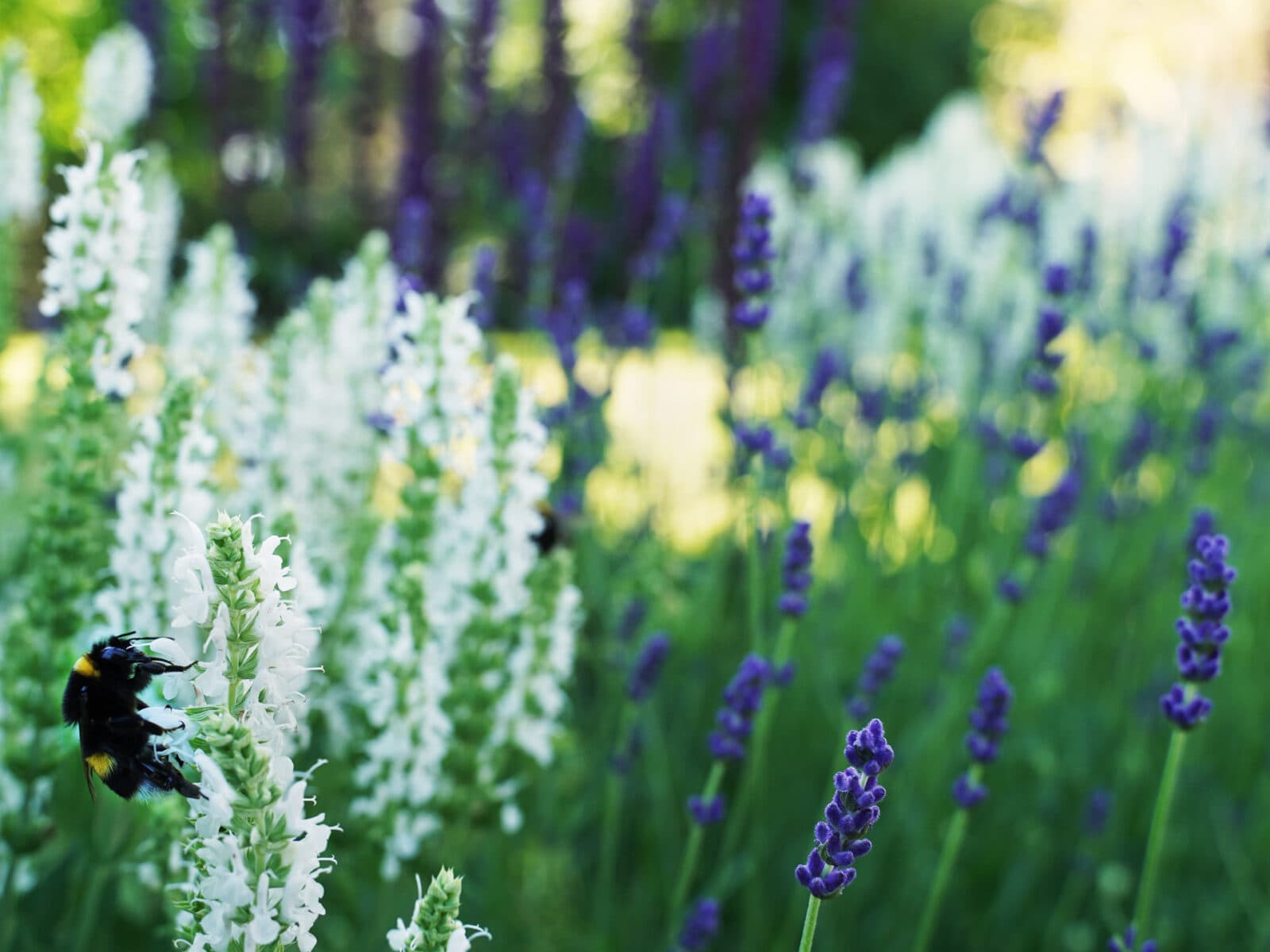 humla, salvia, bin, kryddträdgård