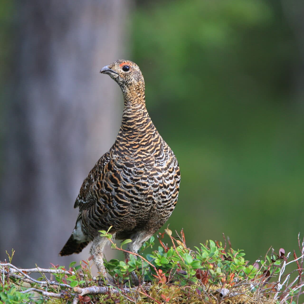 Reservat, Orre, Skogsfågel, Fågel, Fåglar, Skog, Natur