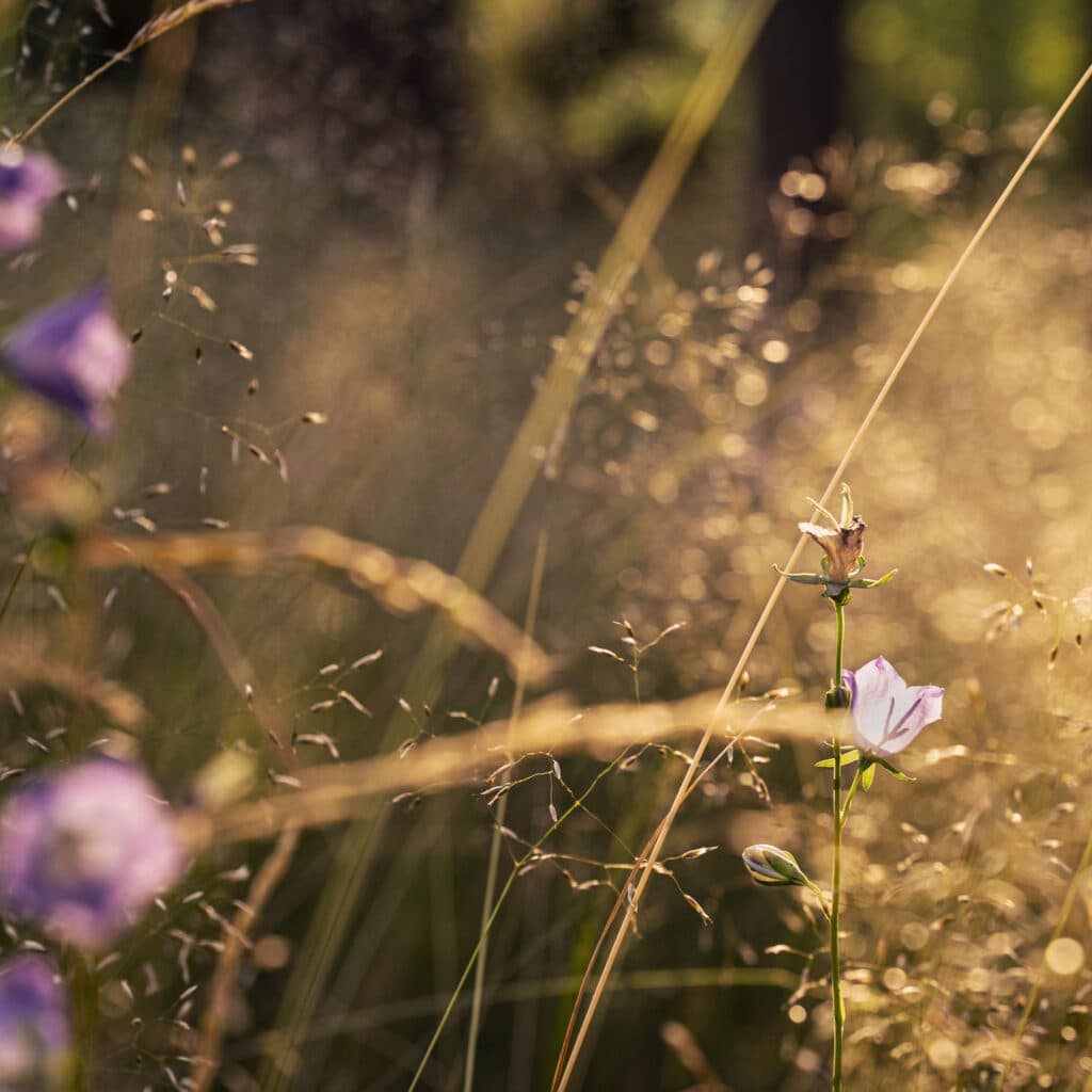 blåklocka, äng, morgonsol, blomsteräng, hage, sommar, Småland