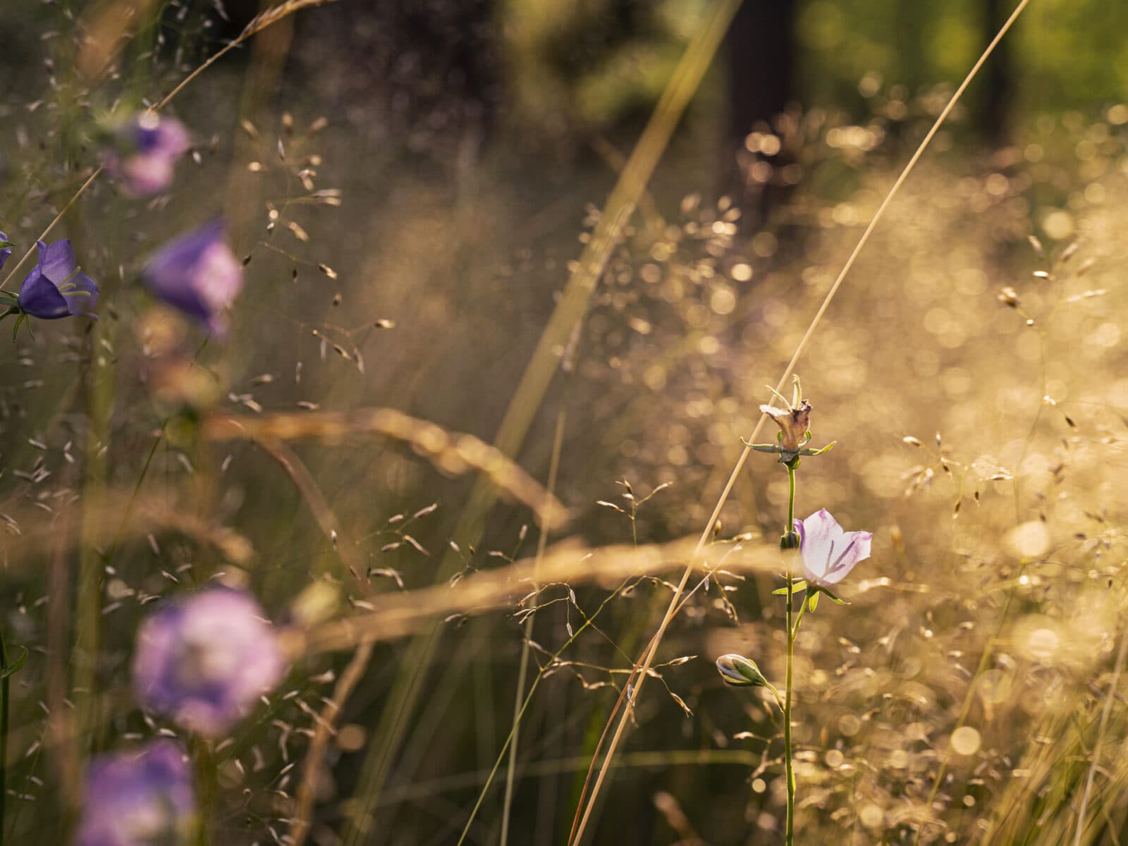 blåklocka, äng, morgonsol, blomsteräng, hage, sommar, Småland