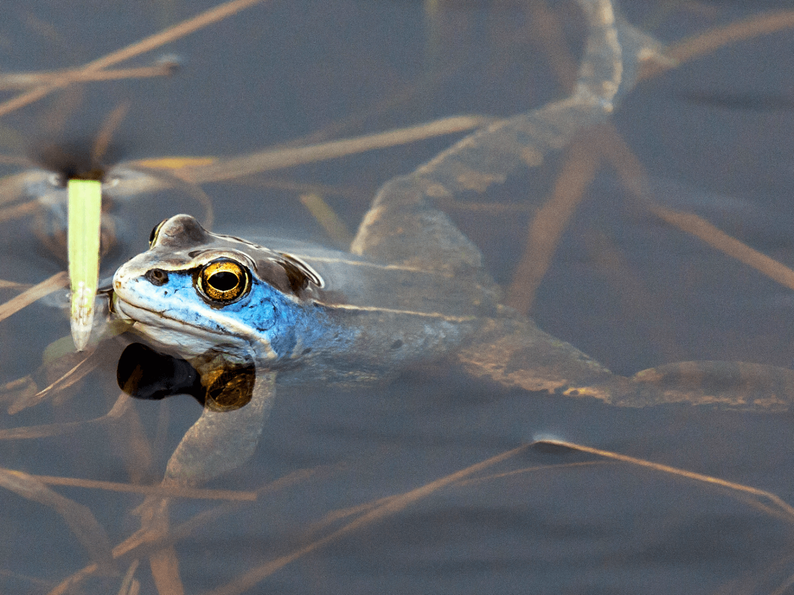 Åkergroda.