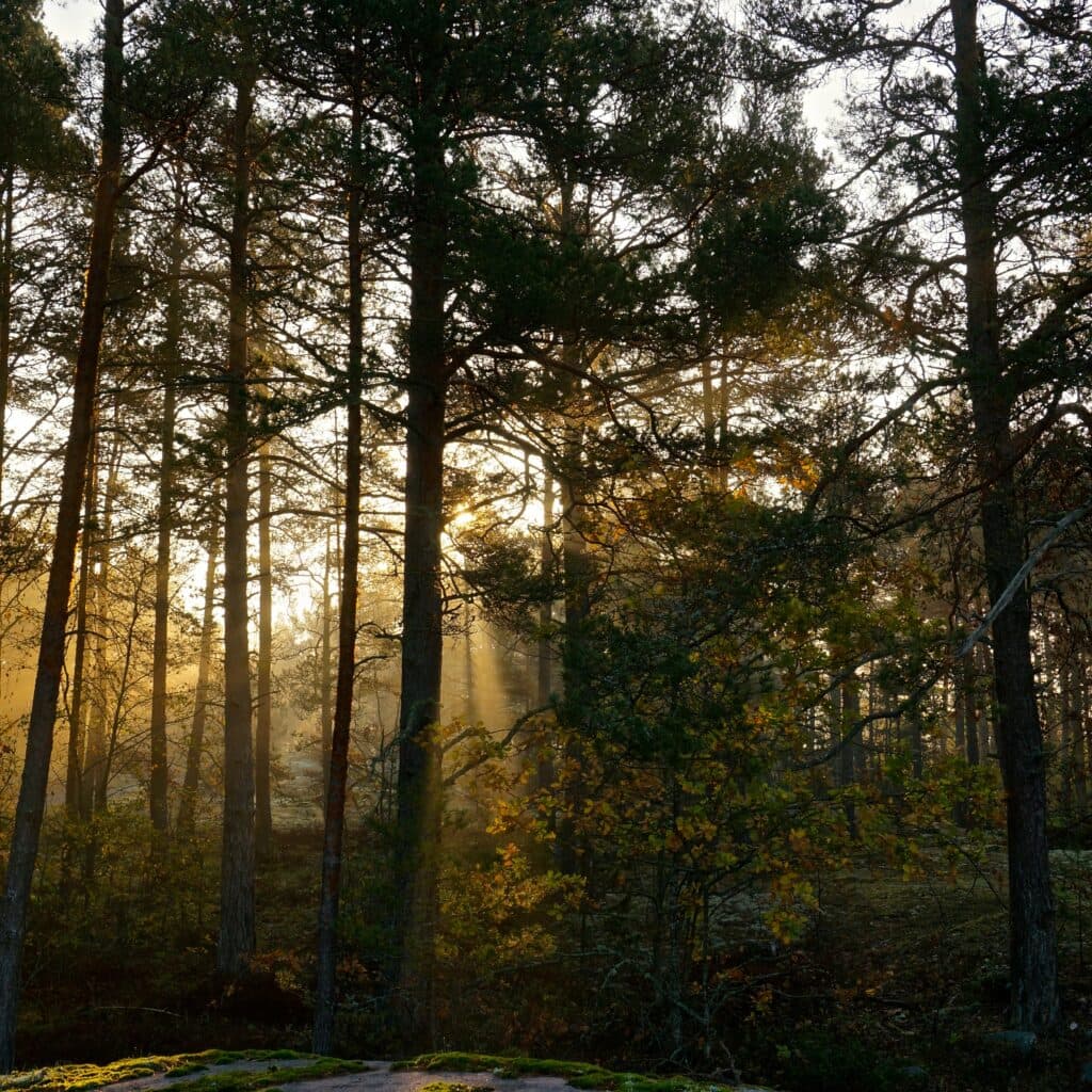 höst,skog,soldis,dimma