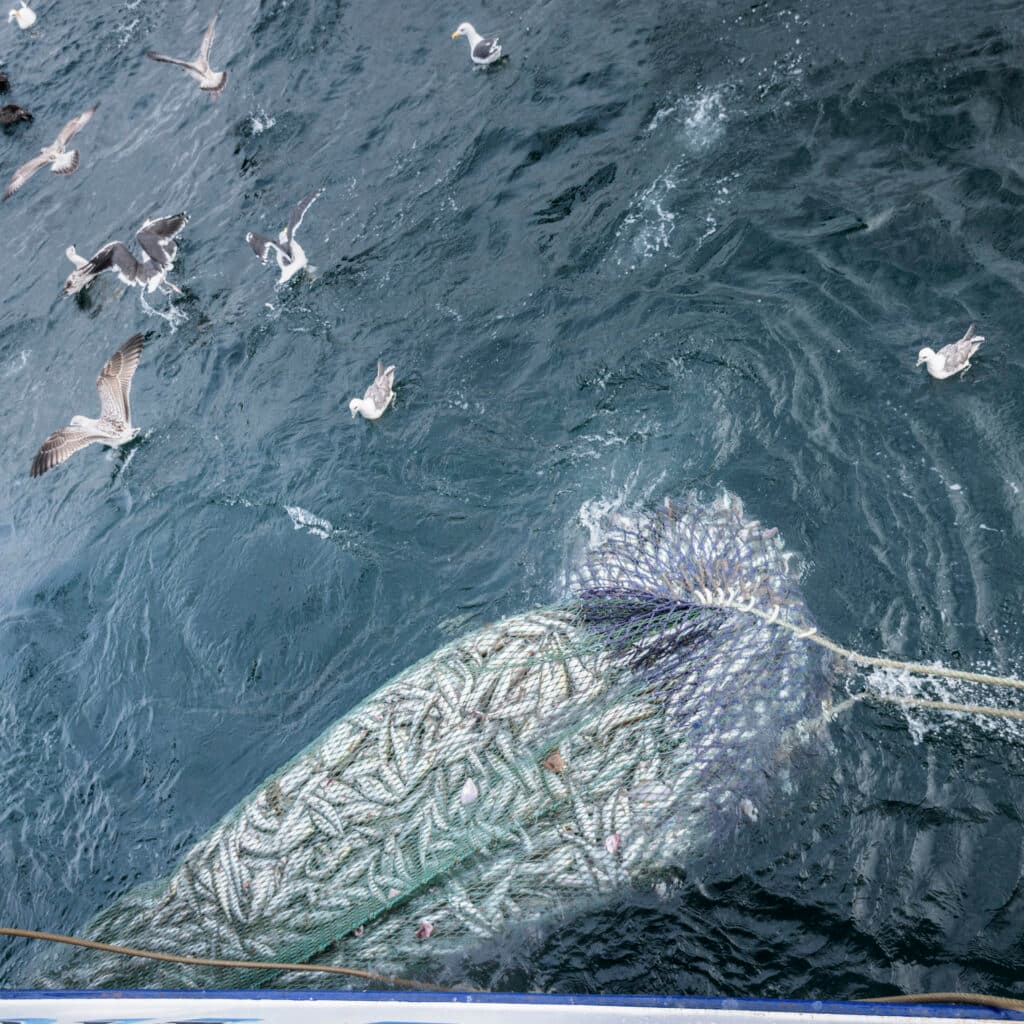 boat, day, efficiency, fish animal, fish, fishing industry, fishing net, fishing trawler, full, industrious, industry, large group of animals, net, nobody, outdoors, overhead view, sea, trawl net, trawler, water, Amble, Northumberland, England, United Kingdom, fiske, trålfiske, hav, fiskebåt, storskaligt fiske, fiskenät, nät