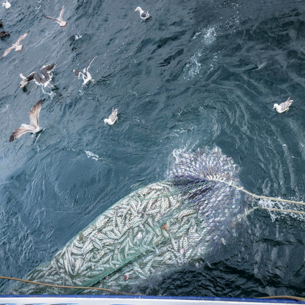 boat, day, efficiency, fish animal, fish, fishing industry, fishing net, fishing trawler, full, ...