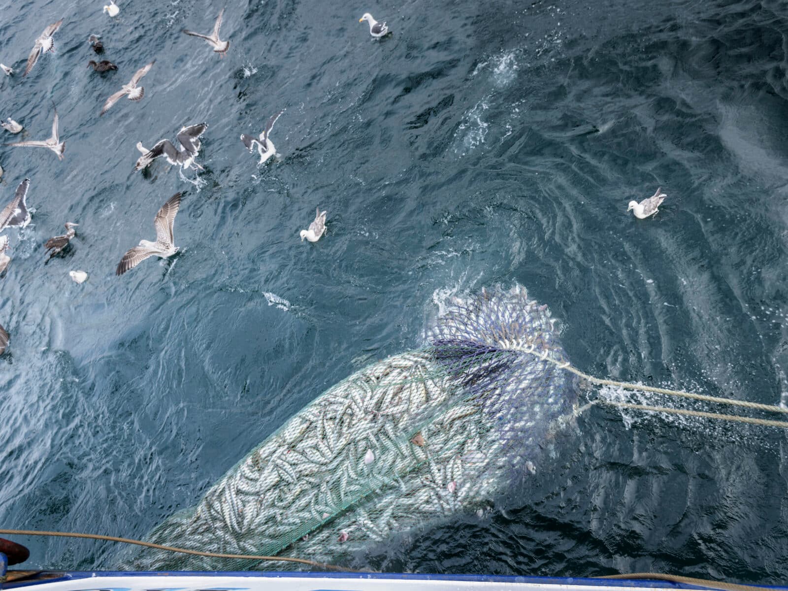 boat, day, efficiency, fish animal, fish, fishing industry, fishing net, fishing trawler, full, industrious, industry, large group of animals, net, nobody, outdoors, overhead view, sea, trawl net, trawler, water, Amble, Northumberland, England, United Kingdom, fiske, trålfiske, hav, fiskebåt, storskaligt fiske, fiskenät, nät