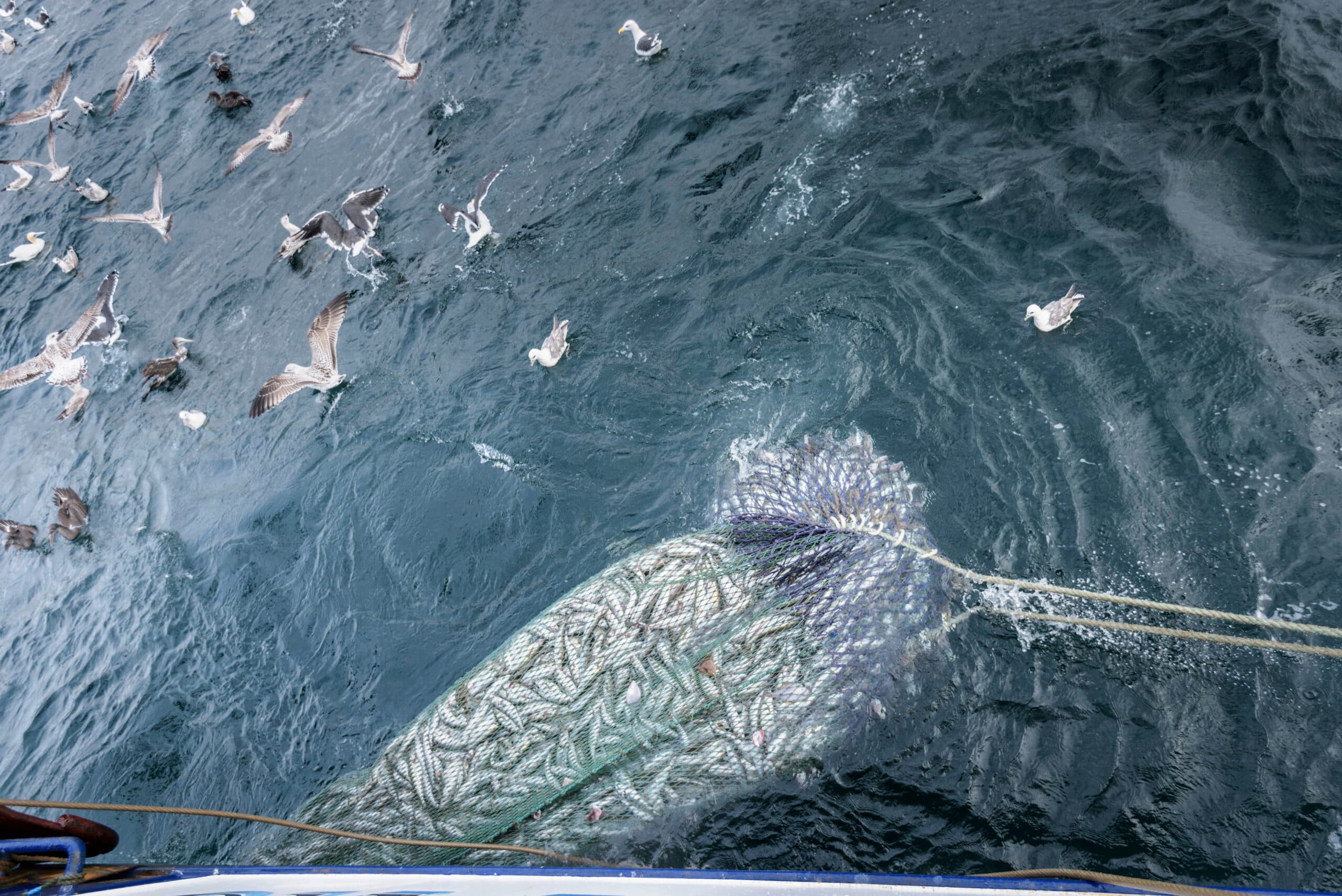 boat, day, efficiency, fish animal, fish, fishing industry, fishing net, fishing trawler, full, ...