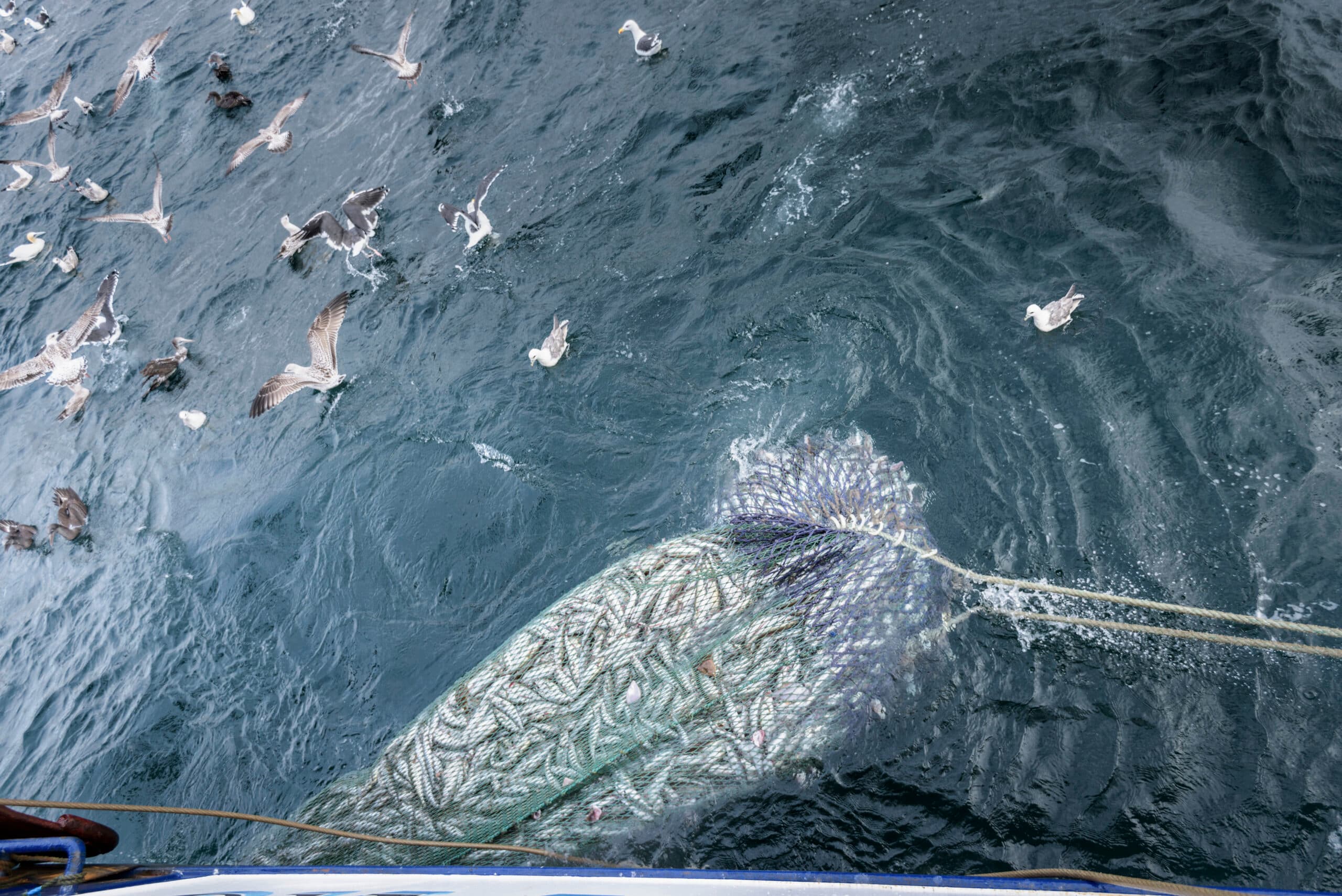 boat, day, efficiency, fish animal, fish, fishing industry, fishing net, fishing trawler, full, industrious, industry, large group of animals, net, nobody, outdoors, overhead view, sea, trawl net, trawler, water, Amble, Northumberland, England, United Kingdom, fiske, trålfiske, hav, fiskebåt, storskaligt fiske, fiskenät, nät