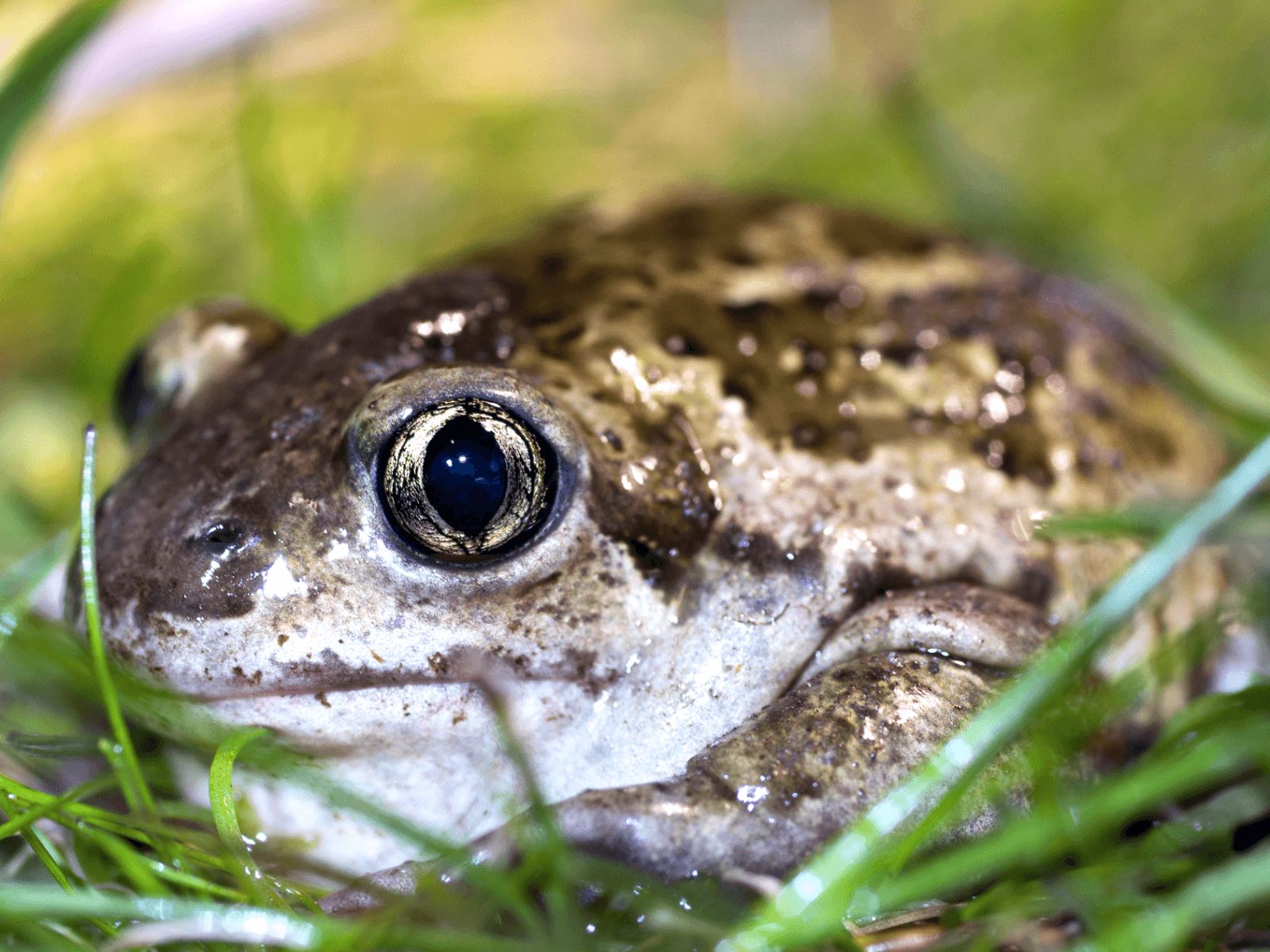 Lökgroda