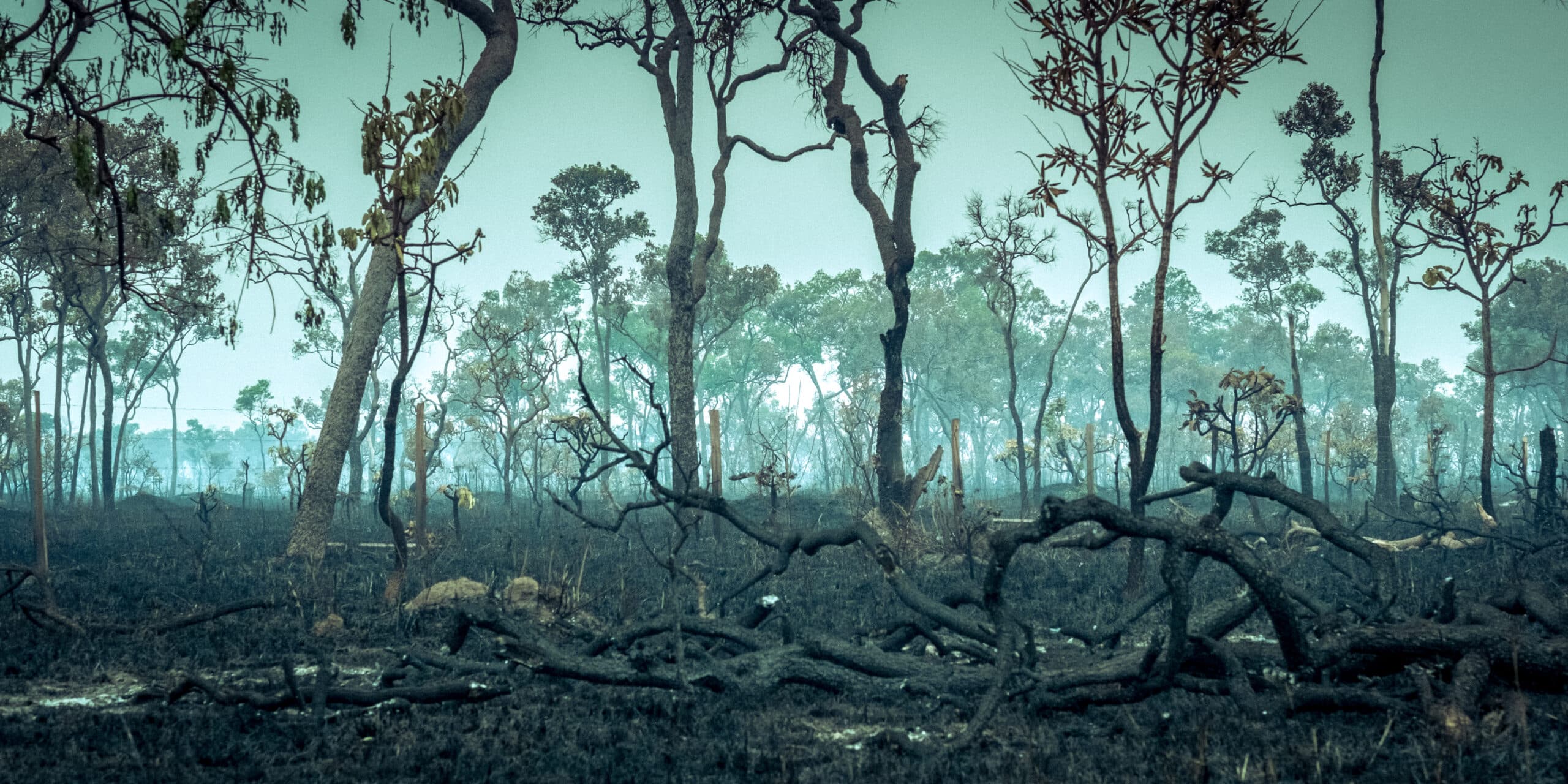 Amazonas, aerial, wildfire, Fair Finance Guide rapport, regnskog, skövlad, nedbränd, bränd, skogsbränder